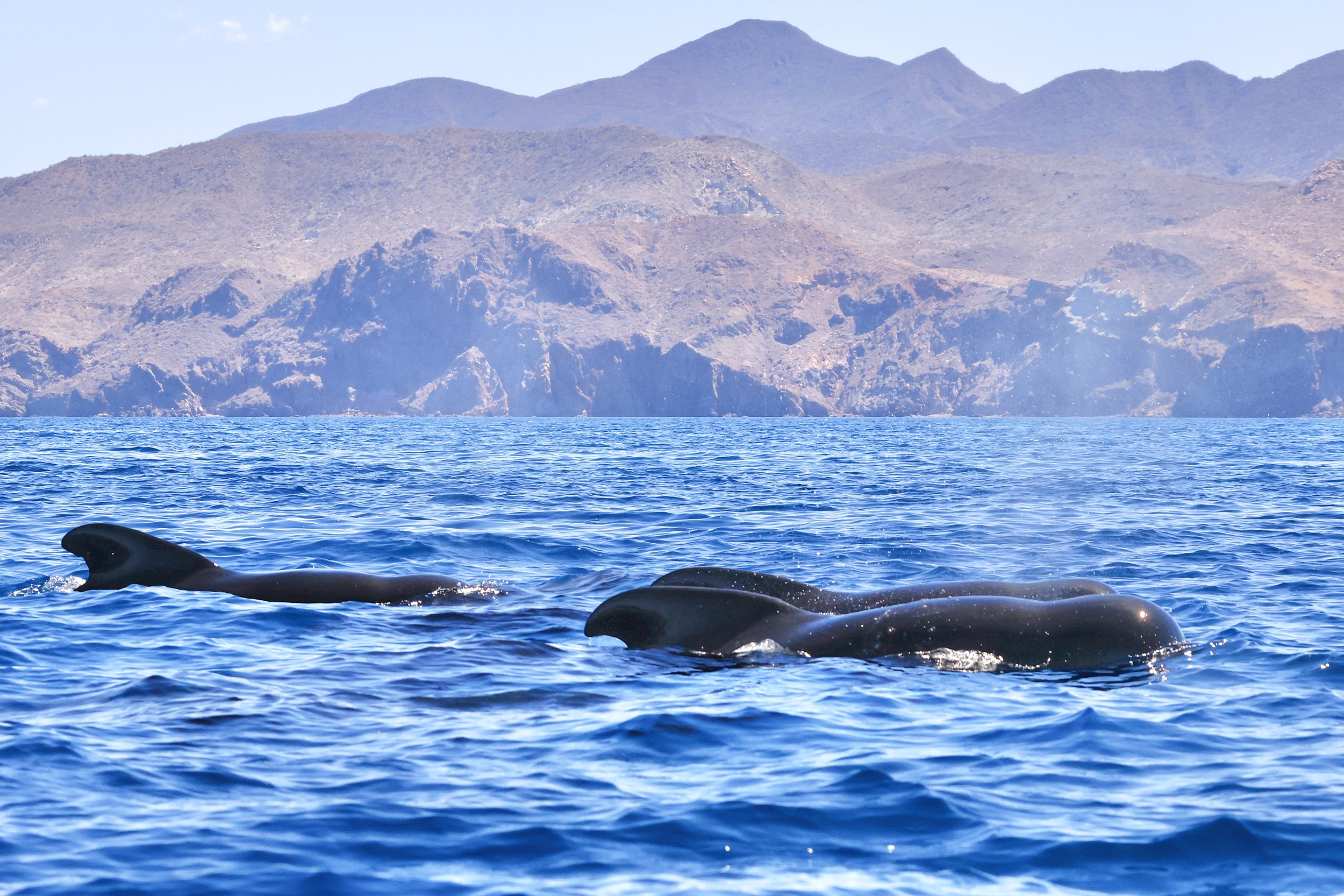 Pilot whales swimming in Loreto Bay National Park, Baja California Sur, Mexico during a whale watching adventure by Regina Domingo
