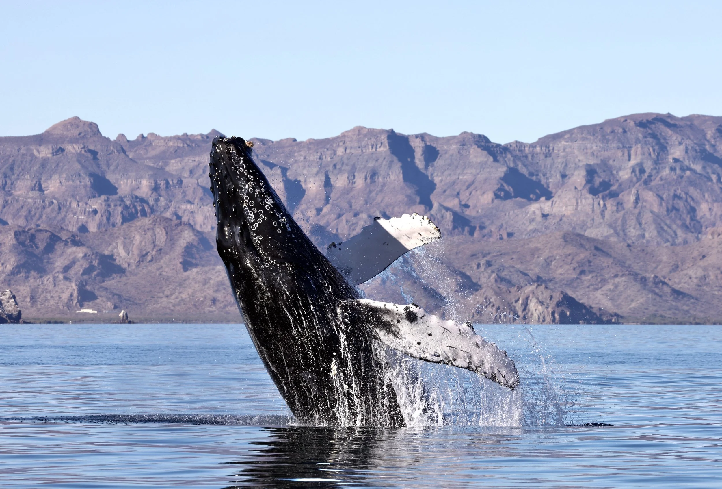 Humpback whale breaching in front of the Sierra de la Giganta near Loreto