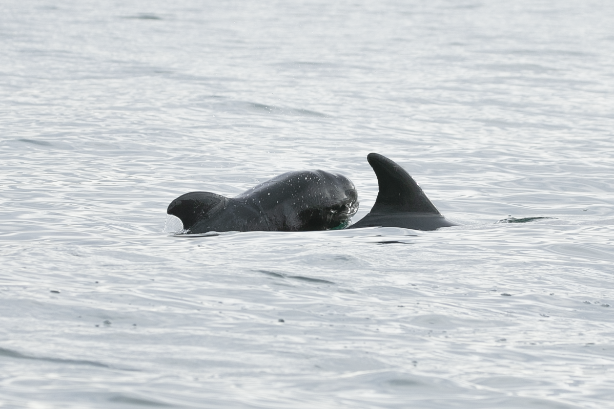 Interspecies interactions and alliances: The fascinating dynamics among dolphin species