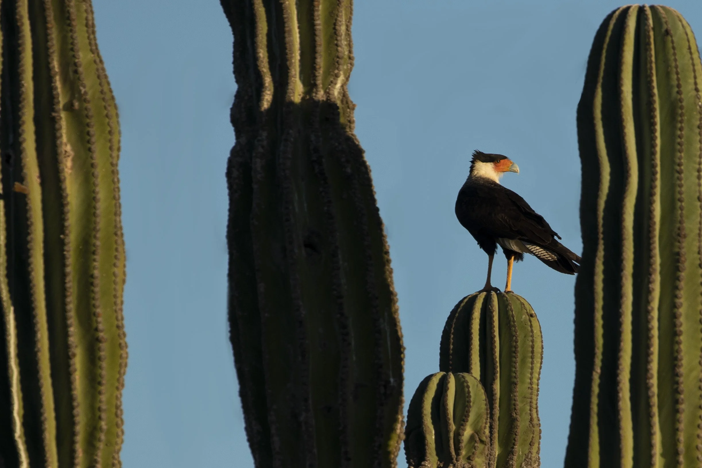 The Crested Caracara: A unique symbol of resilience and diversity Baja California Sur