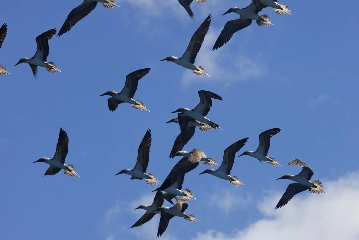 Birding-Tour-Loreto-Baja-Adventures-Mexico.JPG