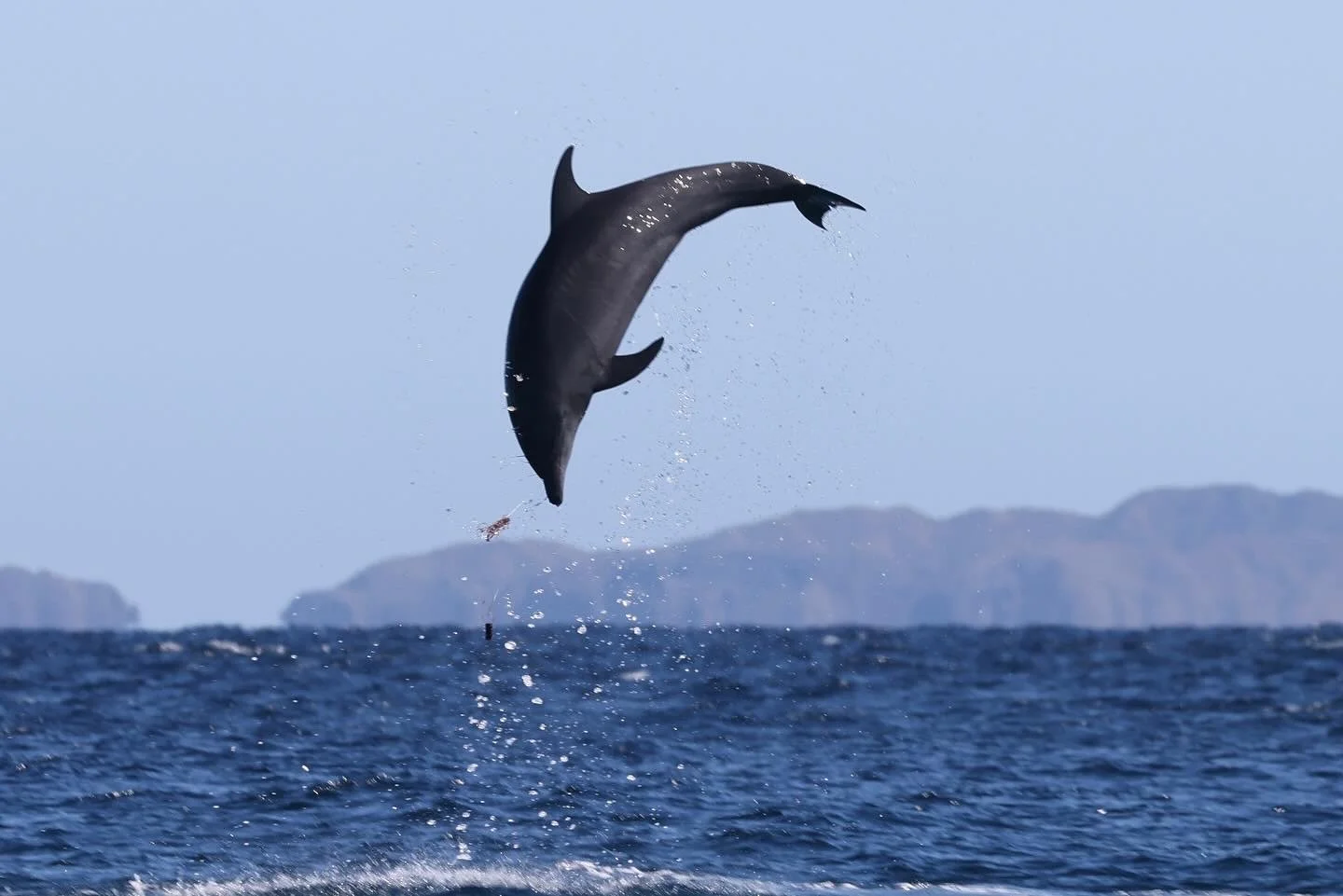 Dolphins and anthropogenic injuries: A call for conservation in Loreto Bay National Park