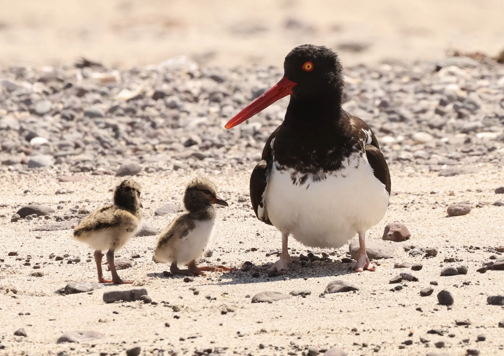 Wings of hope: celebrating the triumph of the Piru-Piru (the American Oystercatcher) in Loreto National Park