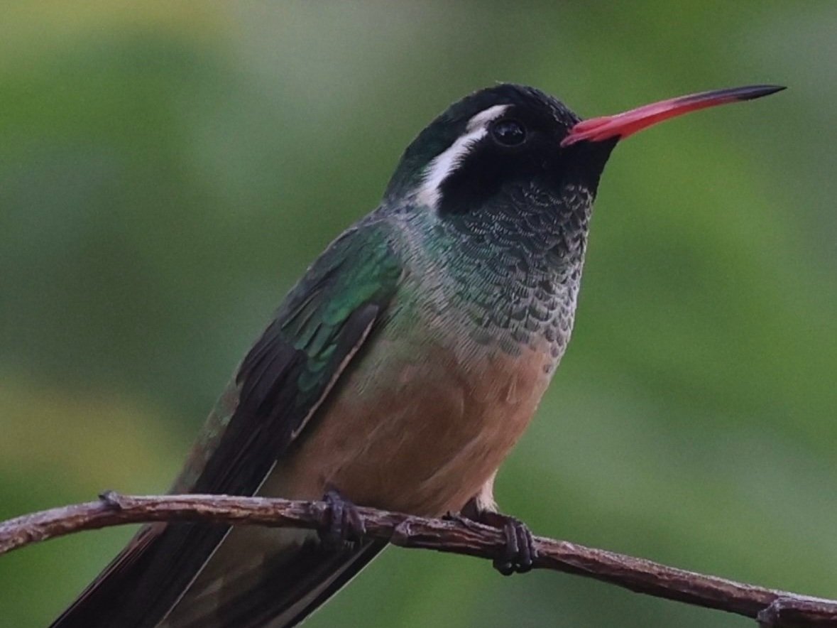 Colibrí de Xantus (Basilinna xantusii) avistado durante una excursión de senderismo y observación de aves por un cañón en la Sierra de la Giganta, Loreto, Baja California del Sur, México.