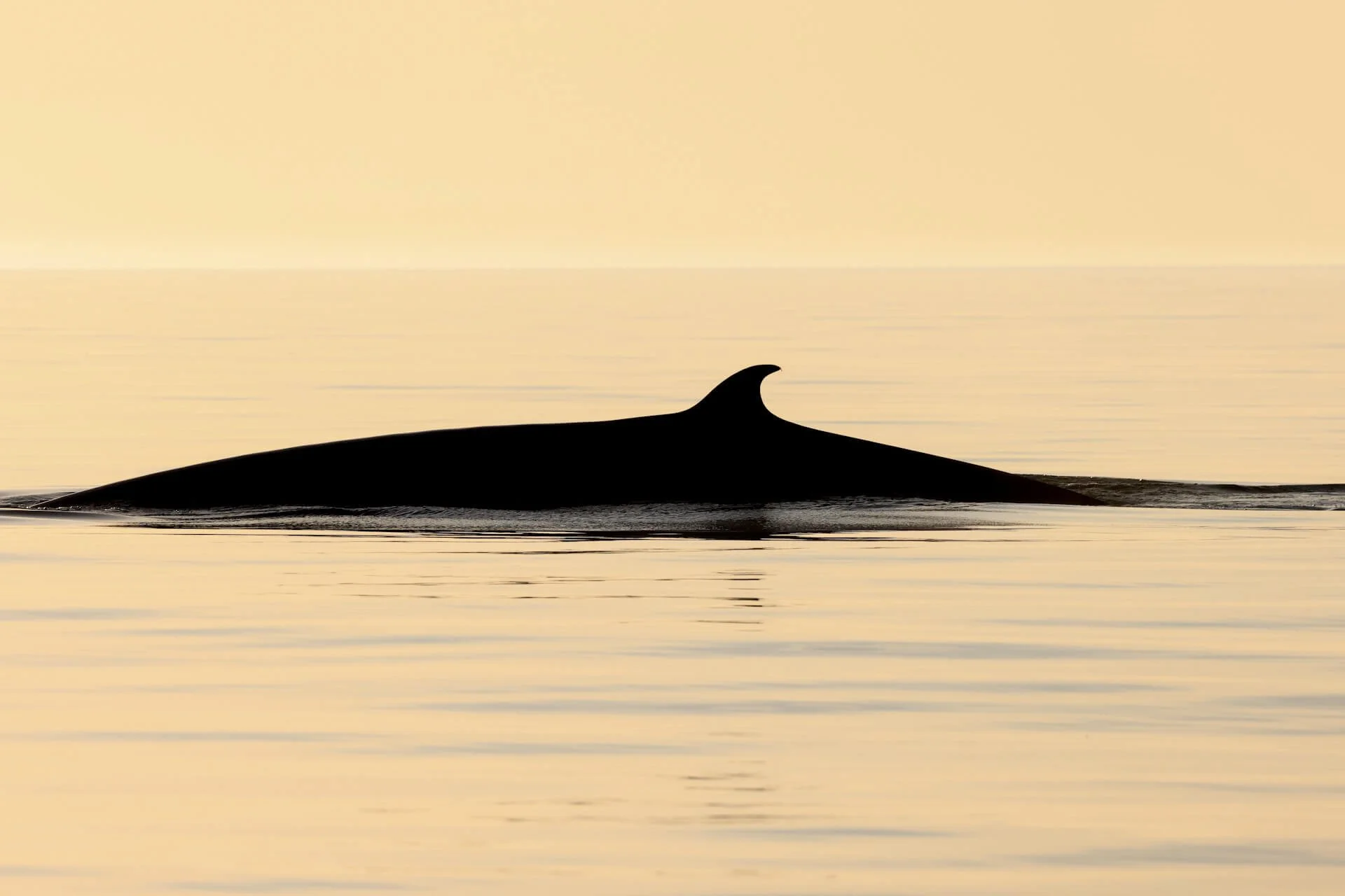 Ballena de Bryde (Balaenoptera edeni) avistada al amanecer durante una expedición de fotoidentificación de ciencia ciudadana organizada por Baja Adventures en Loreto, en el Golfo de California, México.