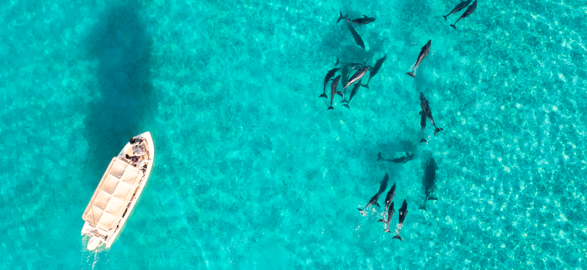 Delfines salvajes observados durante una expedición de seguimiento de la fauna marina organizada por Baja Adventures en el Parque Nacional de la Bahía de Loreto, en la que se combinan la ciencia ciudadana, el turismo regenerativo y la observación responsable de la fauna en el Golfo de California, México.