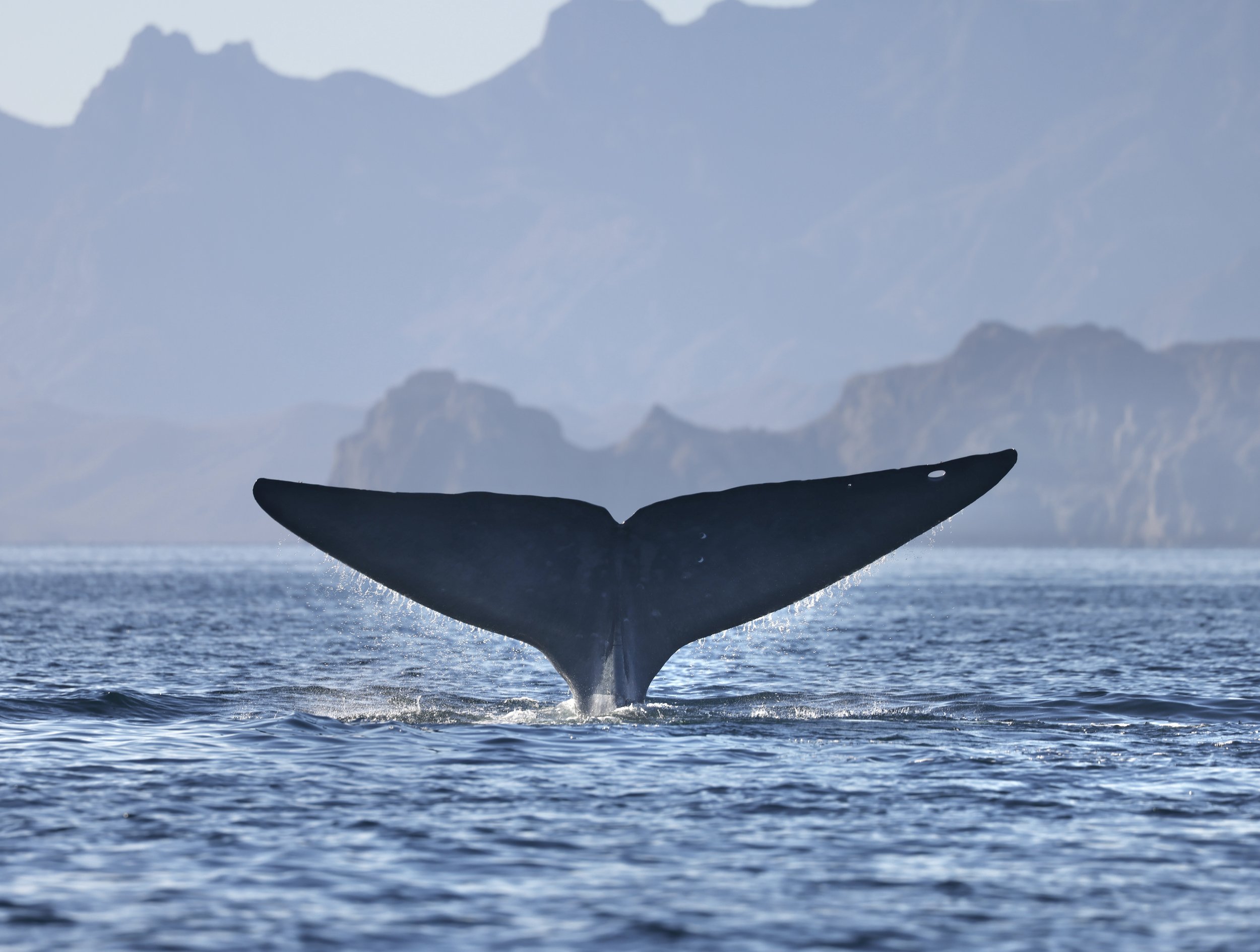 The blue whales have returned to Loreto