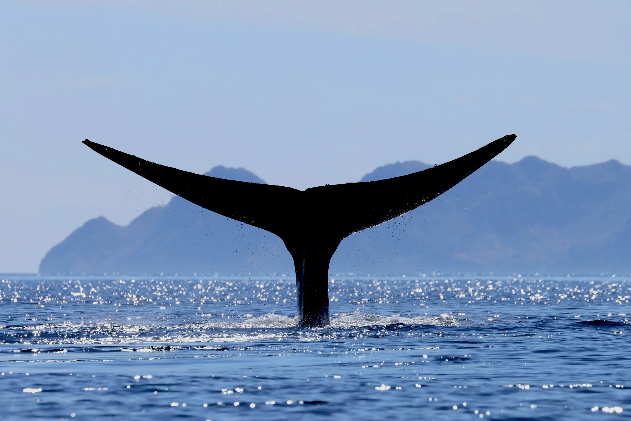 blue whales Loreto.jpg