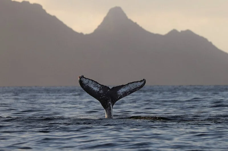Ethical whale watching.JPEG