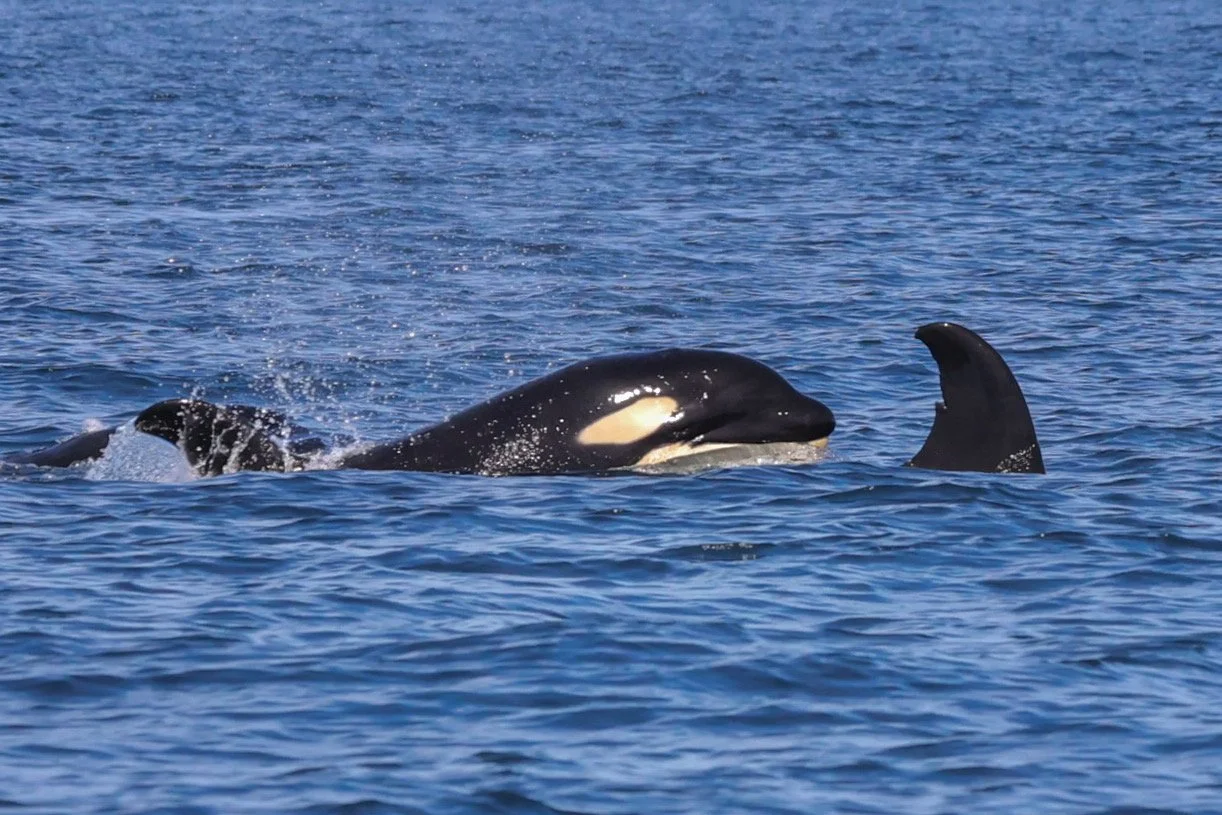 Orca watching Baja.JPEG