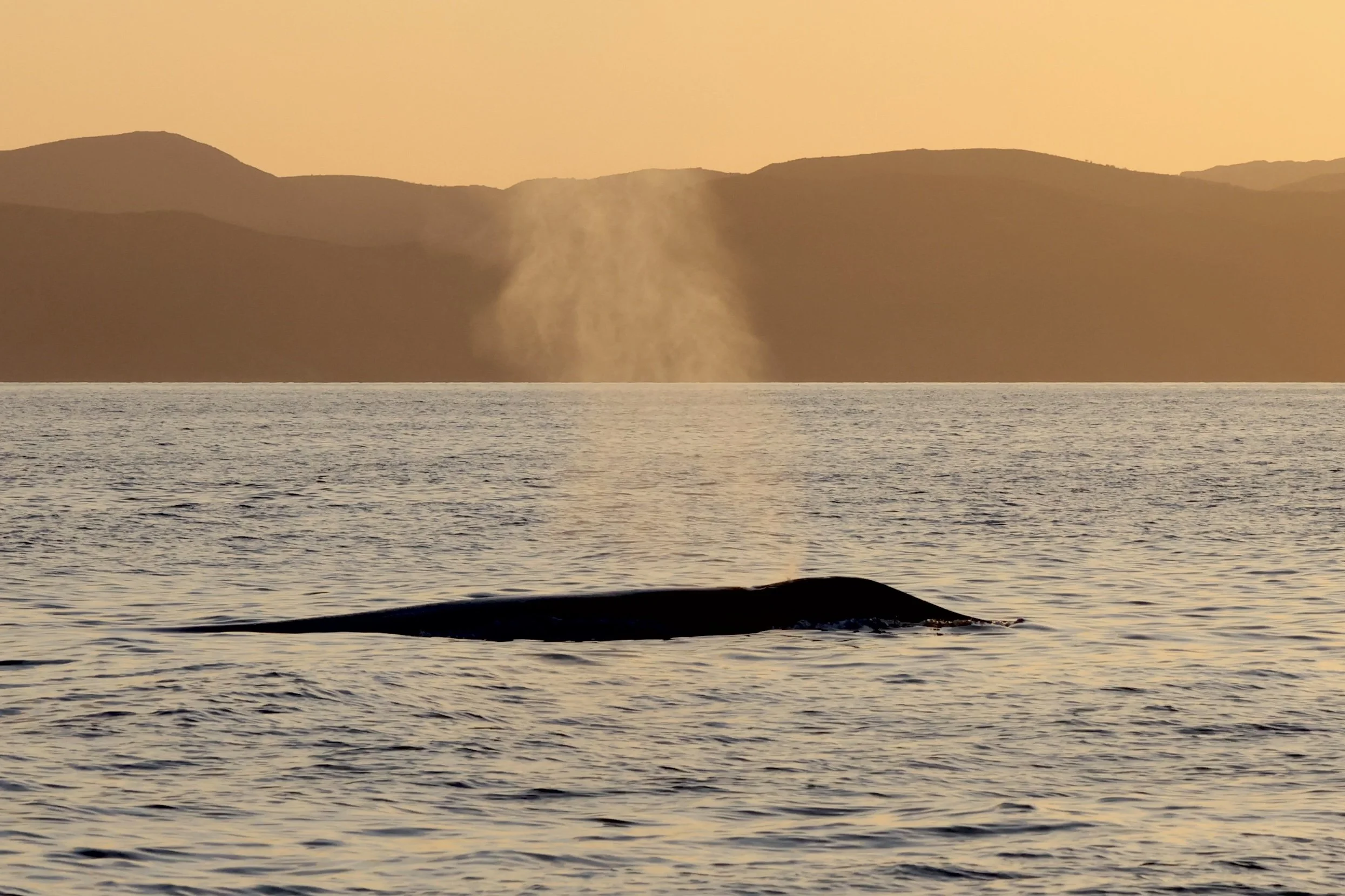 Blue whale Loreto sunrise.jpg