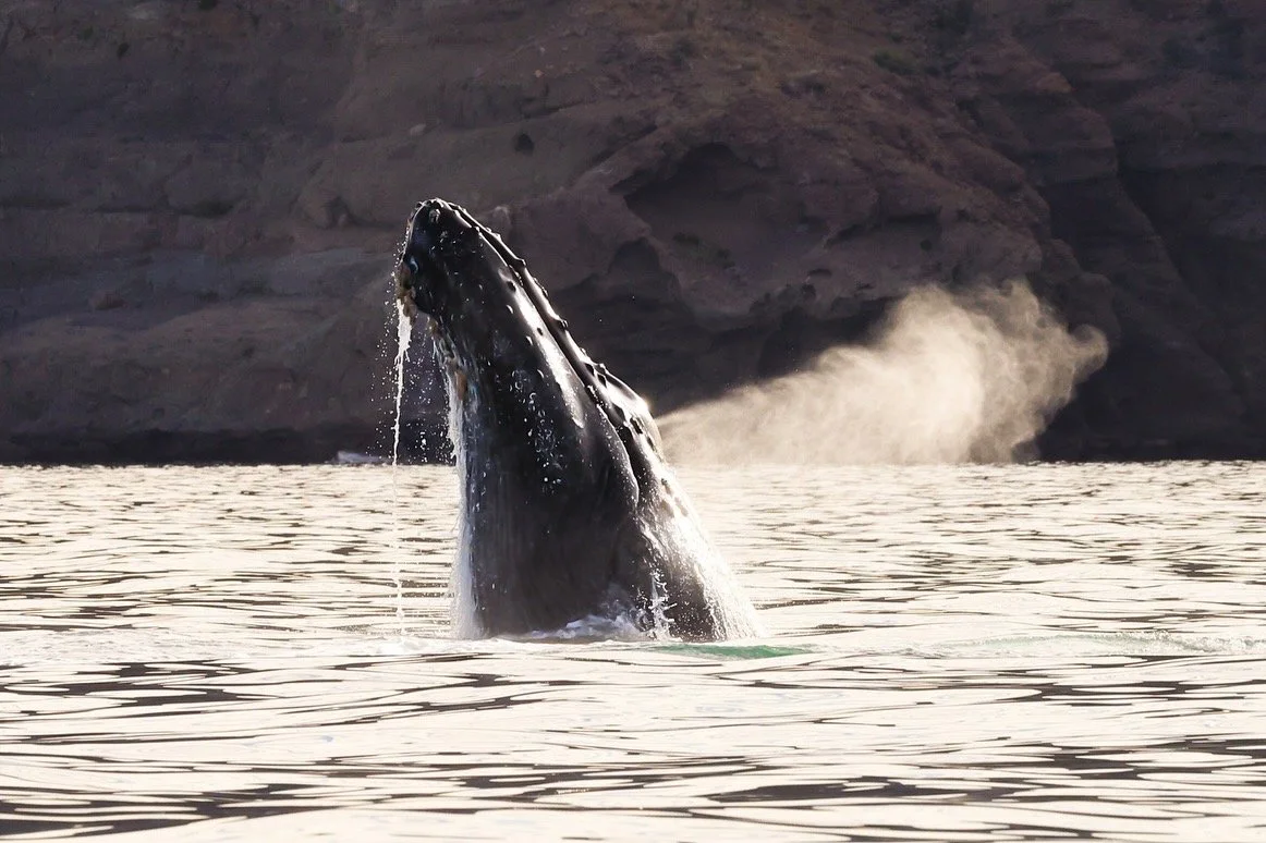 whales of Loreto.JPG