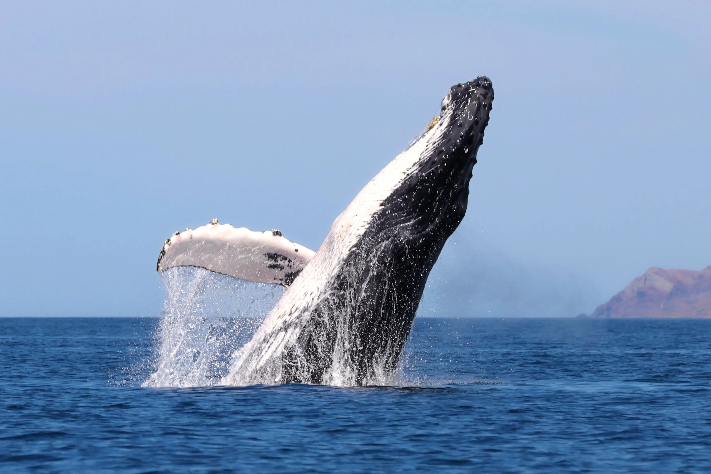 best whale watching Loreto.jpg