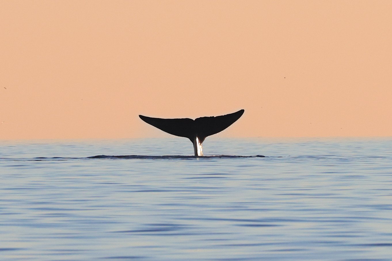 whale watching loreto.JPEG