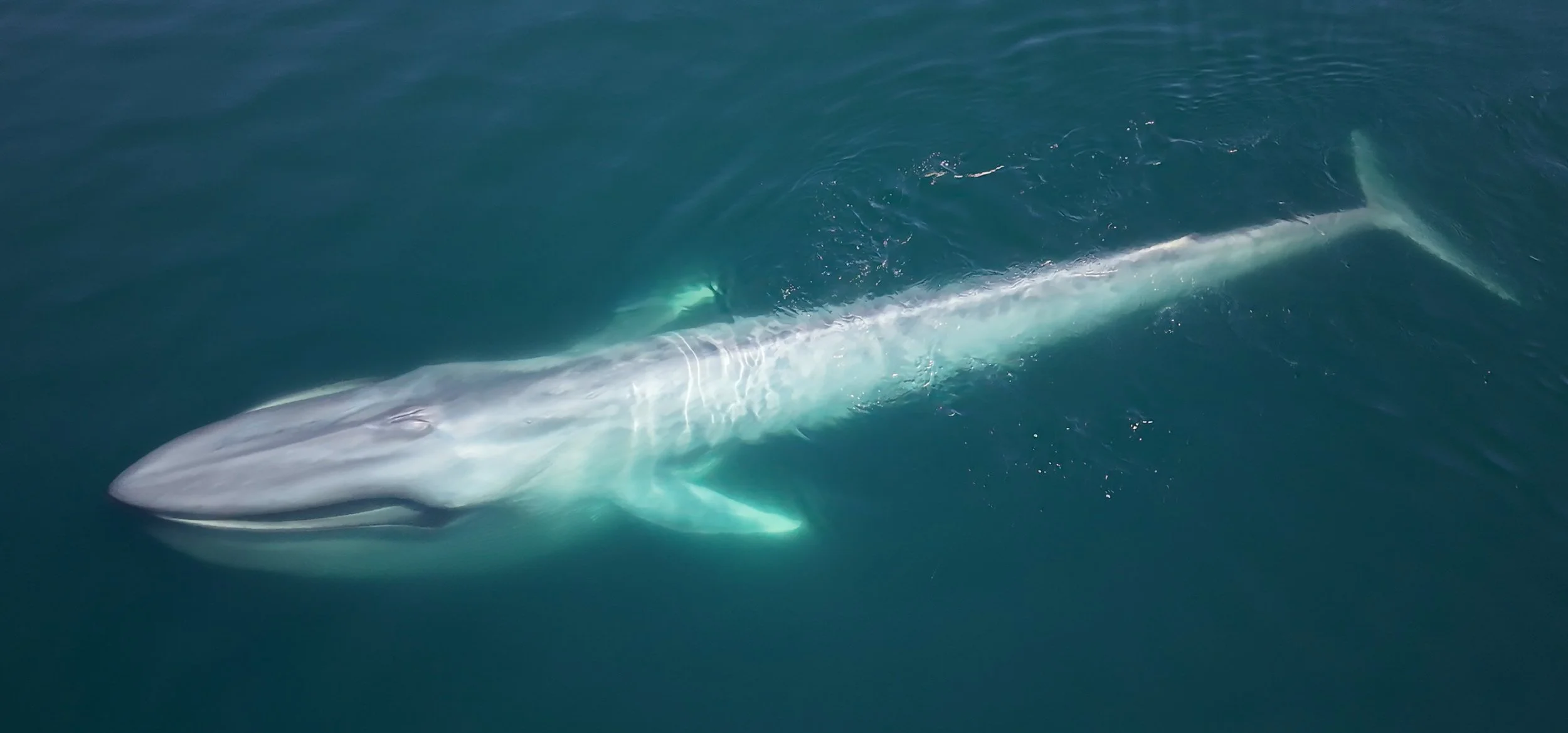 The end of the winter whale season in Loreto