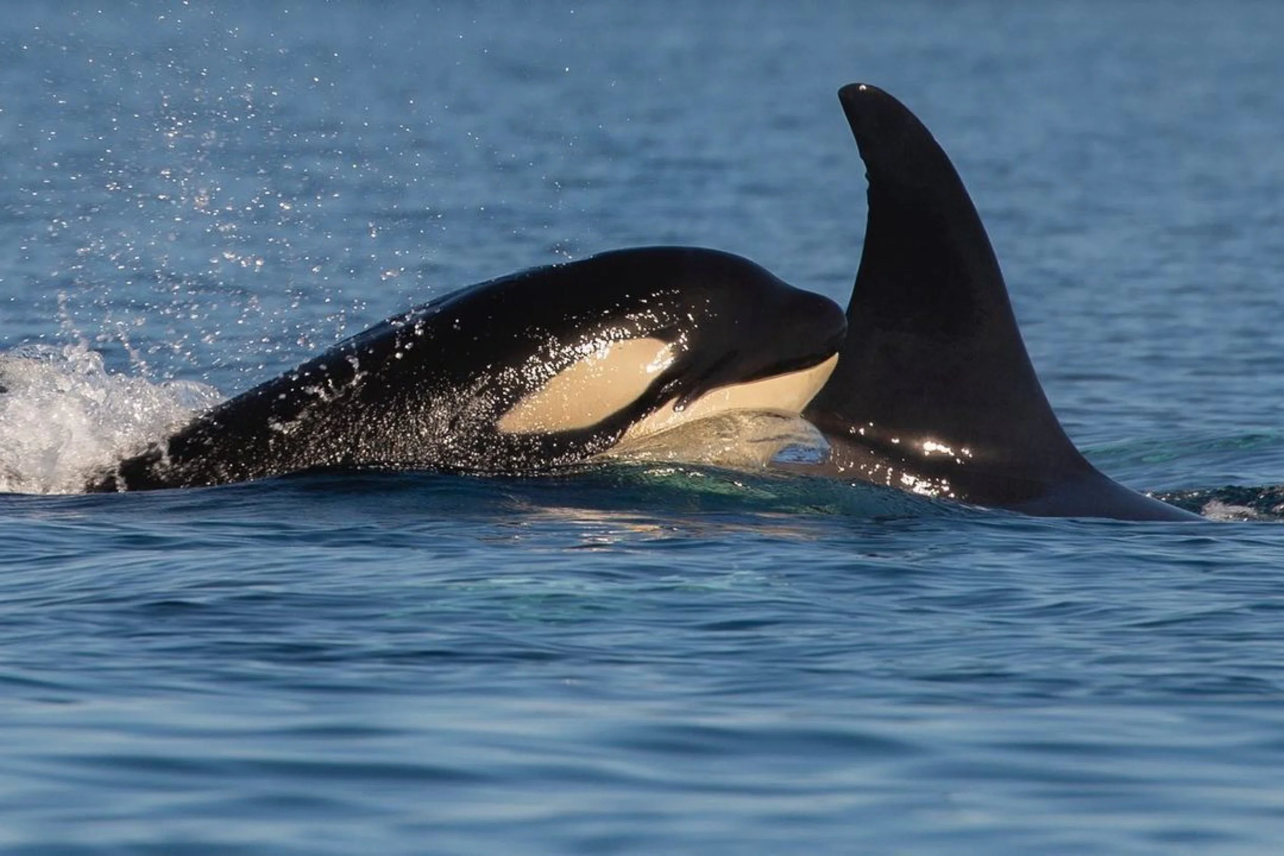 Orcas in Loreto: Understanding their presence
