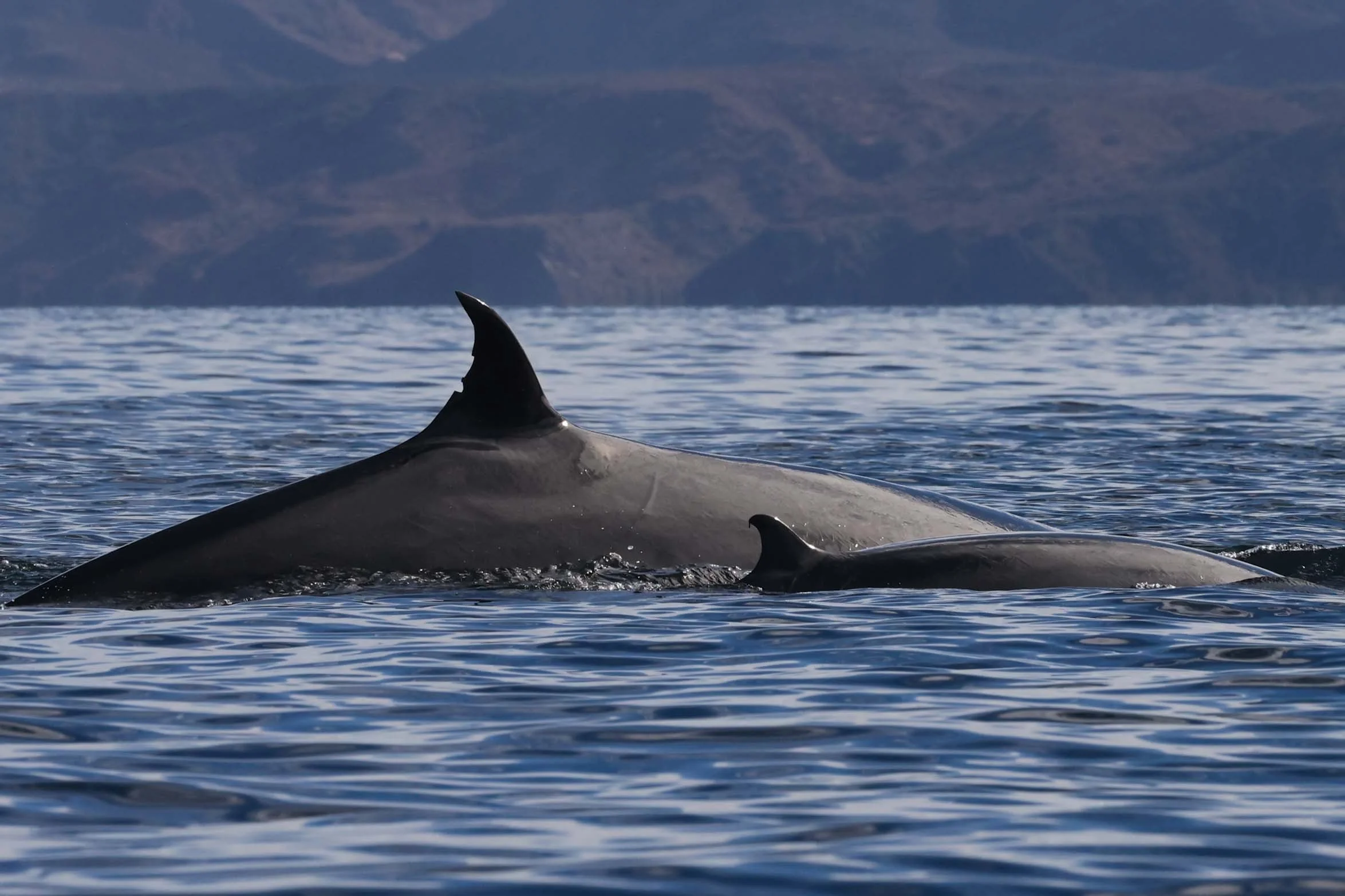 Bryde’s Whales Are Back: A Sign That Summer Is Arriving in Loreto