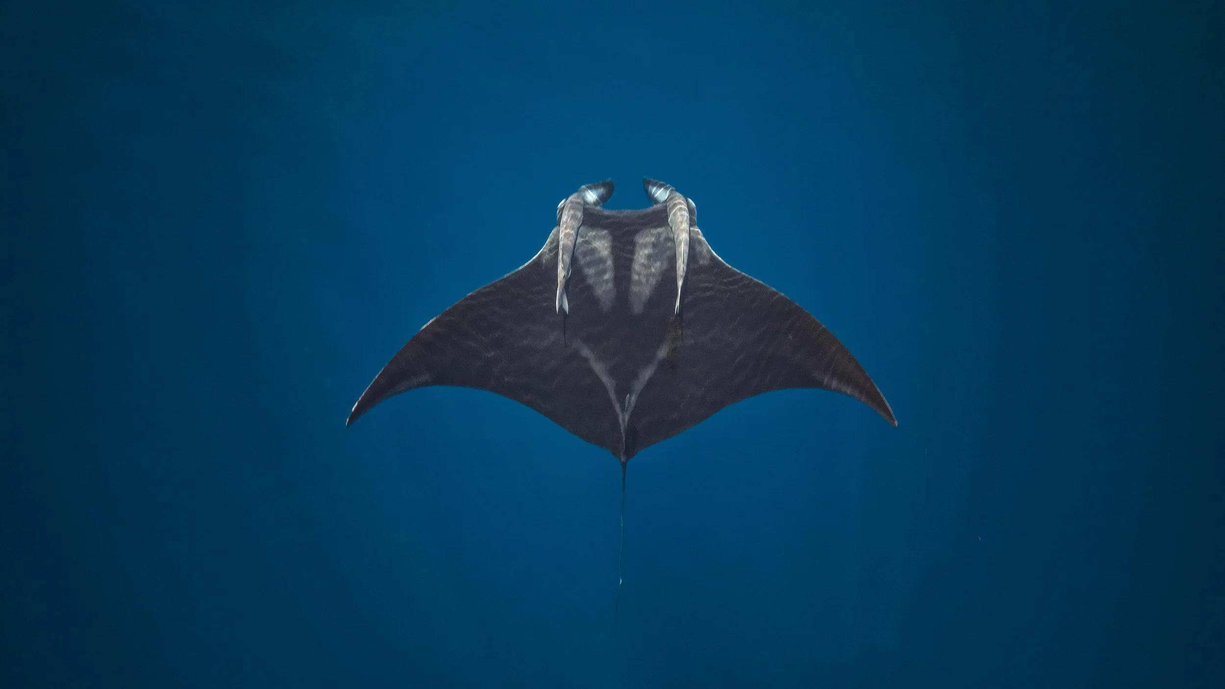 Mobula Birostris Loreto Marine adventure.JPEG