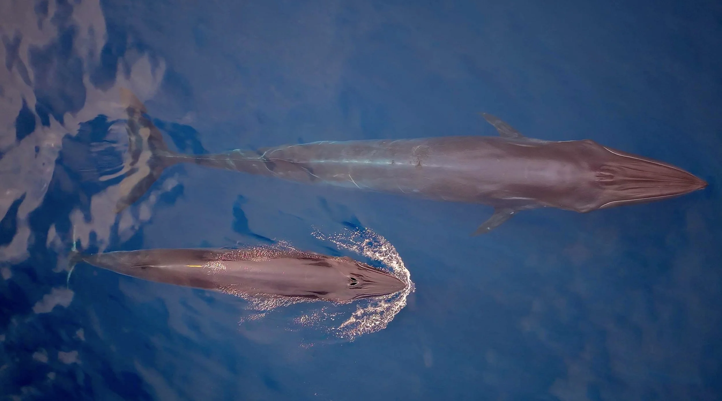 brydes whale Loreto tours.jpg