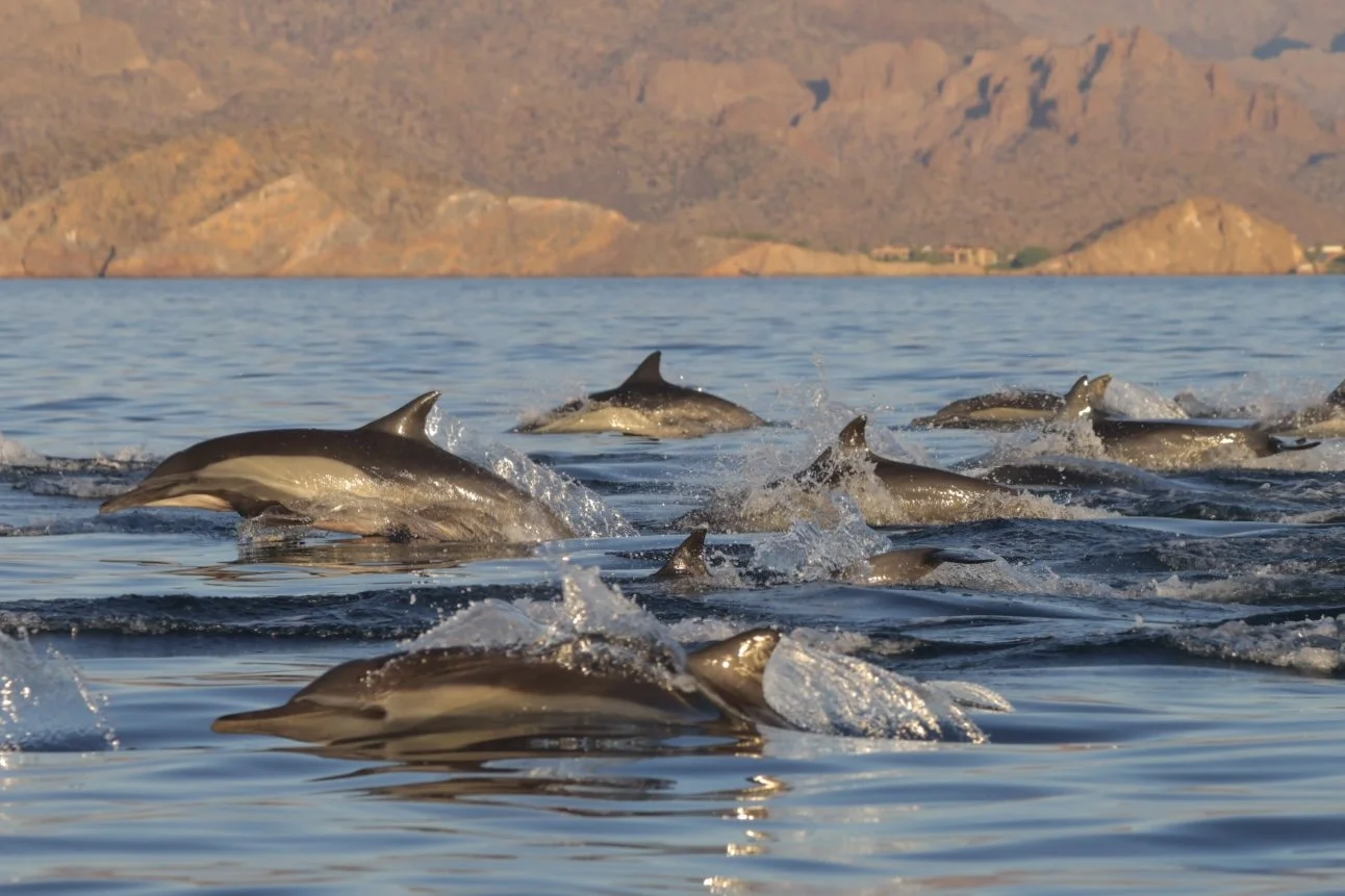 dolphin tour Loreto.jpg