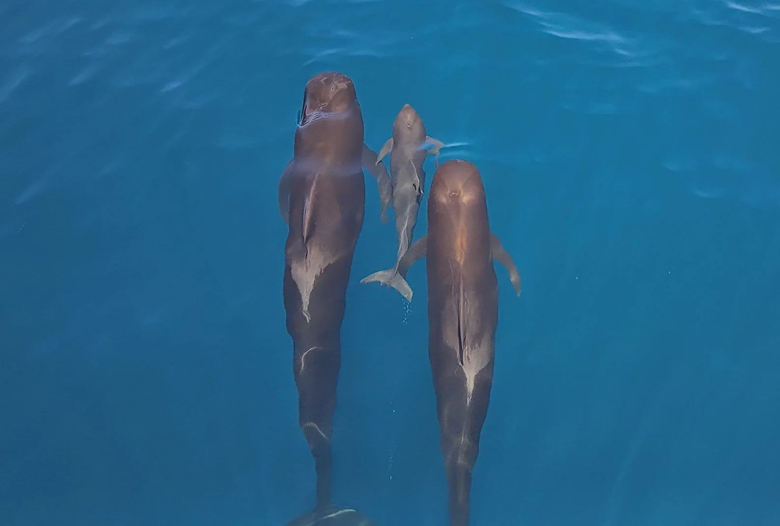 Pilot whales Loreto tour.jpg