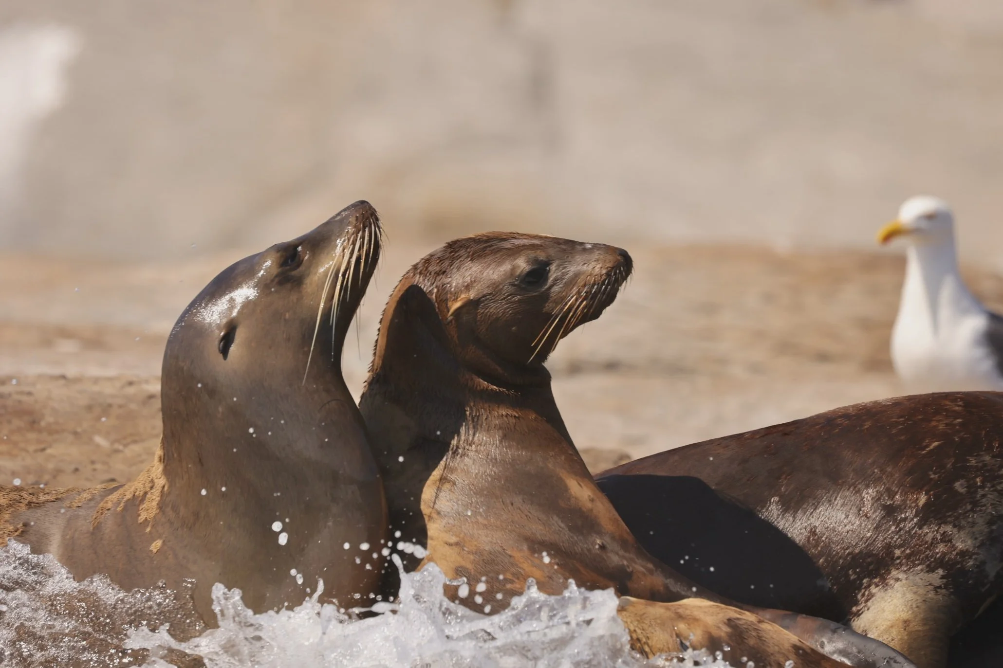 Sea lions tour Loreto.jpg