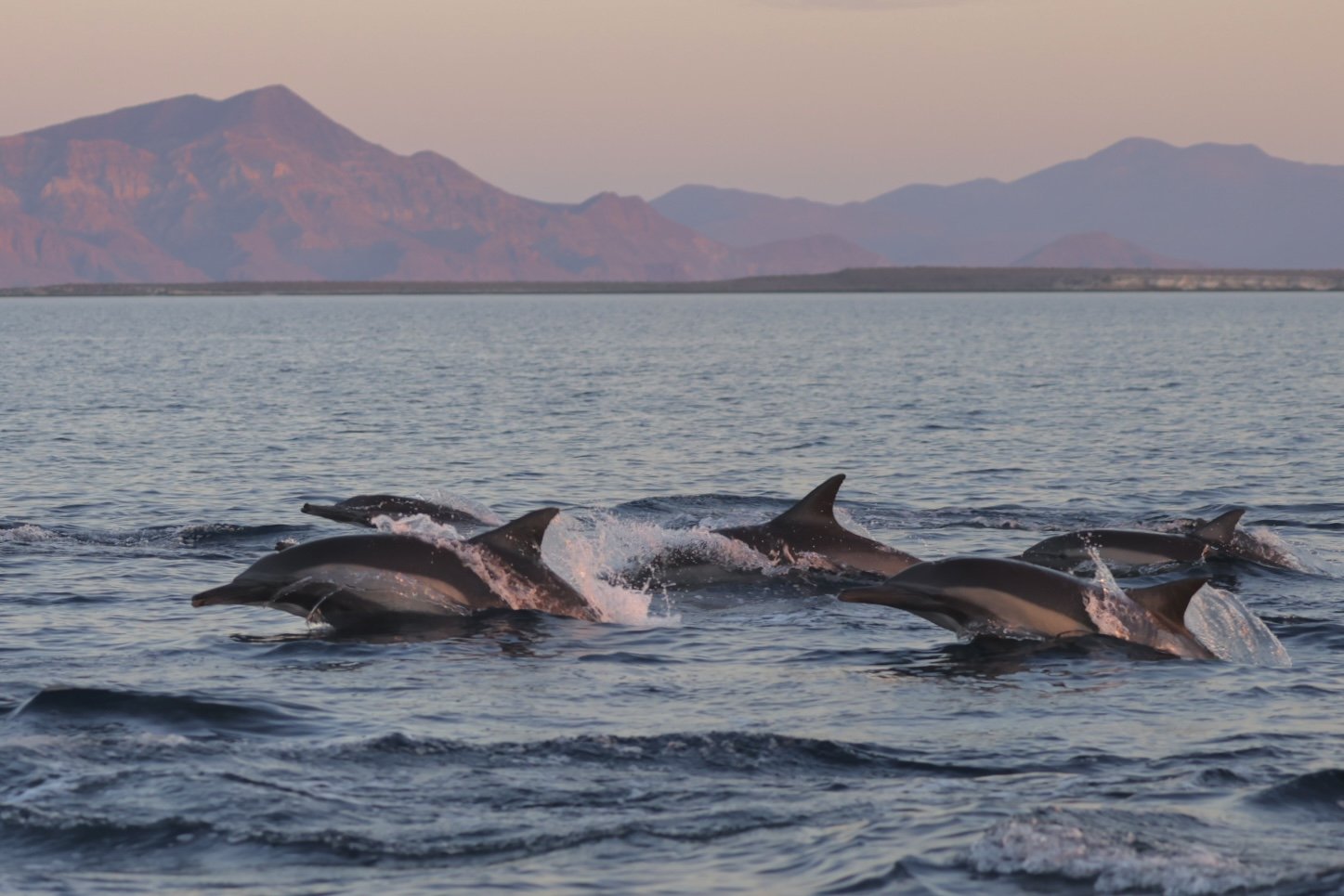dolphins loreto tour baja adventures.jpg