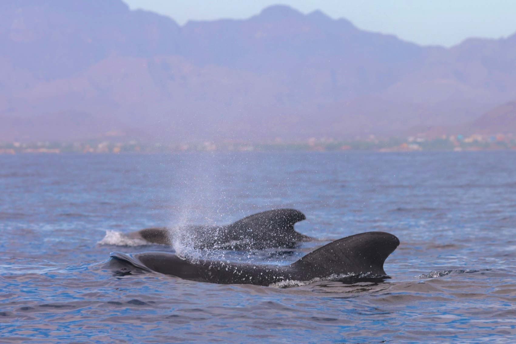 Loreto Pilot Whales wildlife adventures.JPEG