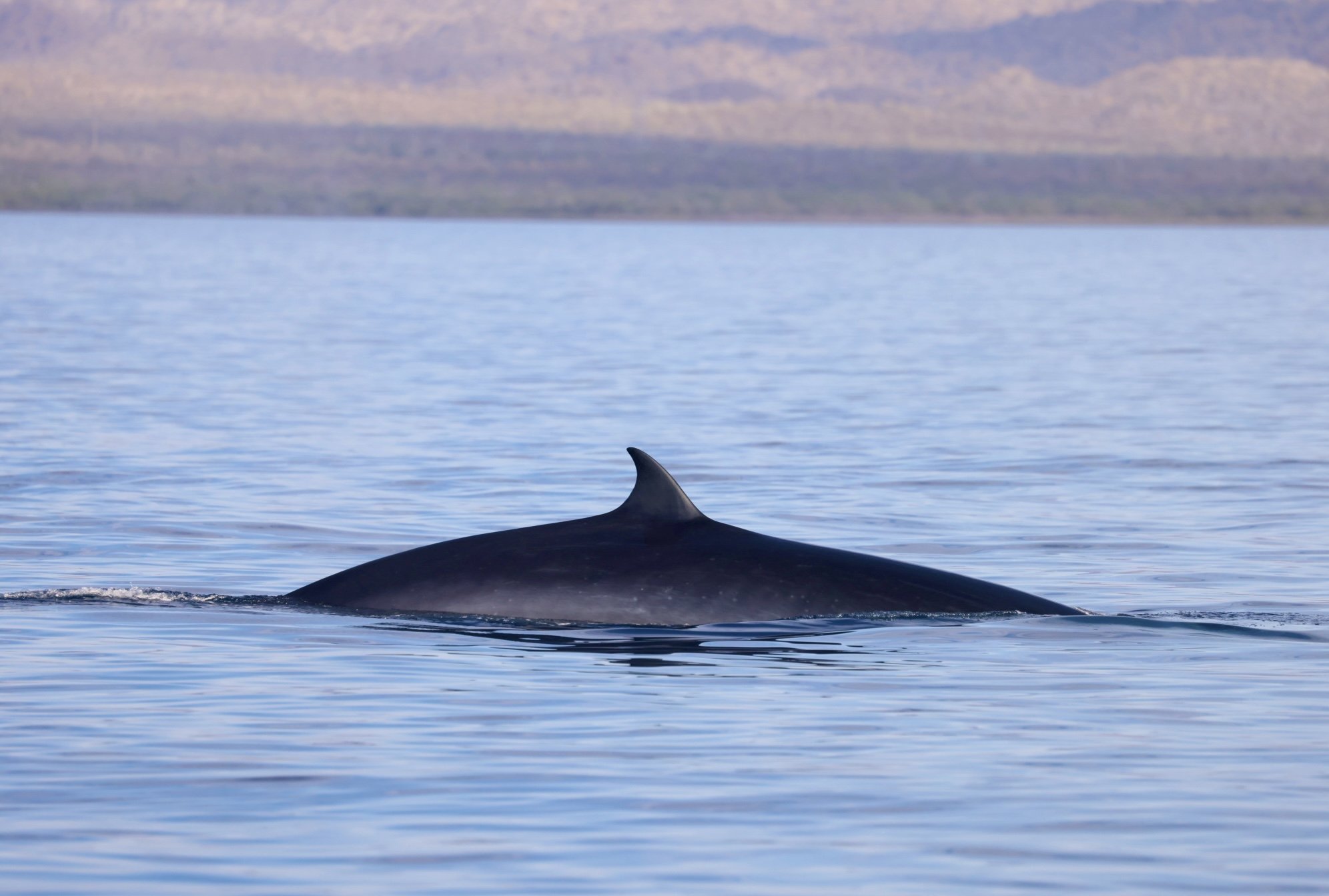 Loreto Bryde's whale summer tour.jpg