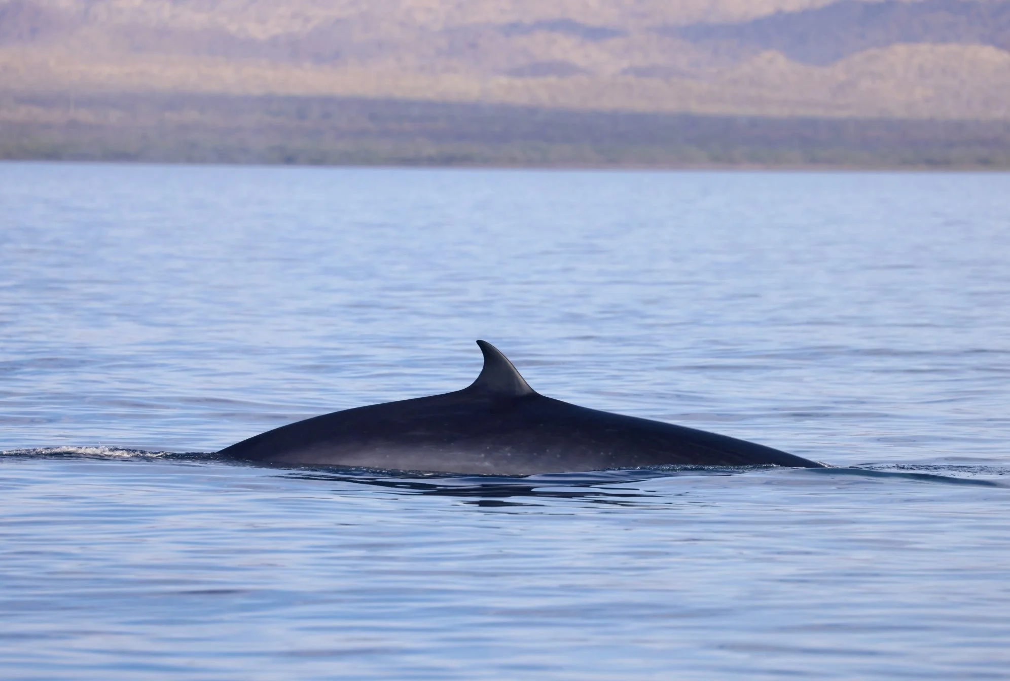 Loreto Whale Watching Tour Baja Adventures.jpg