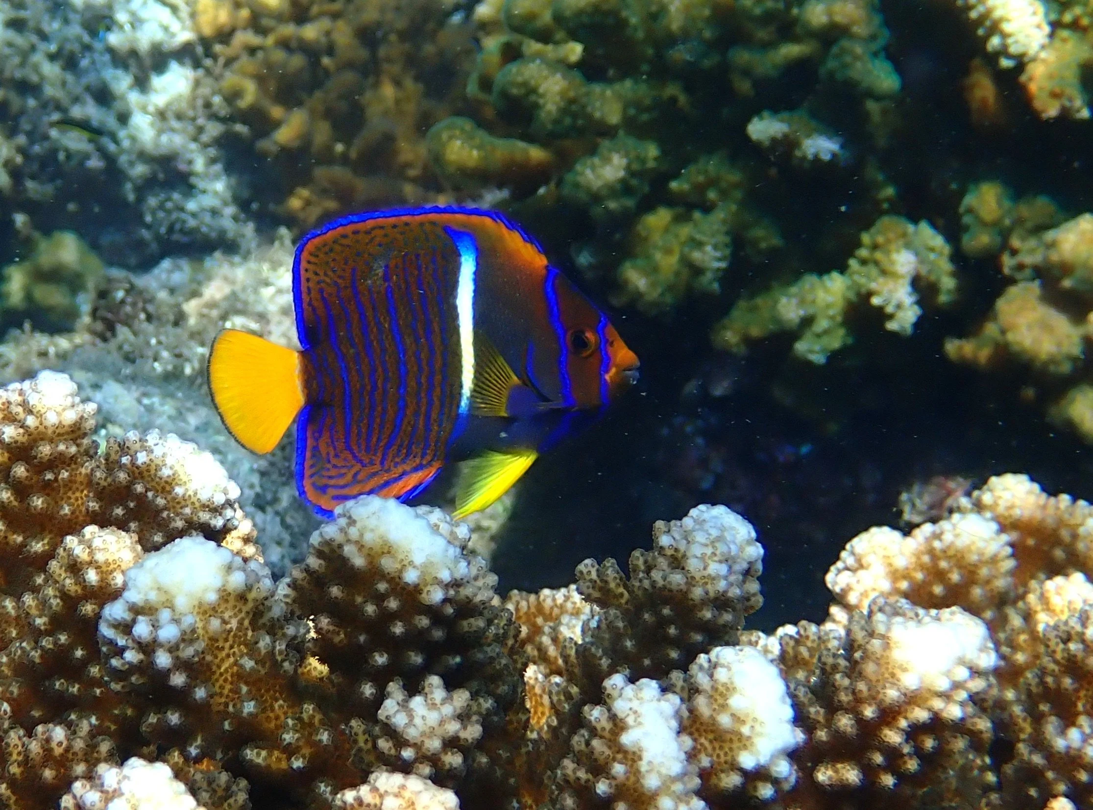 The Complete Guide to Snorkeling in Loreto Bay National Park
