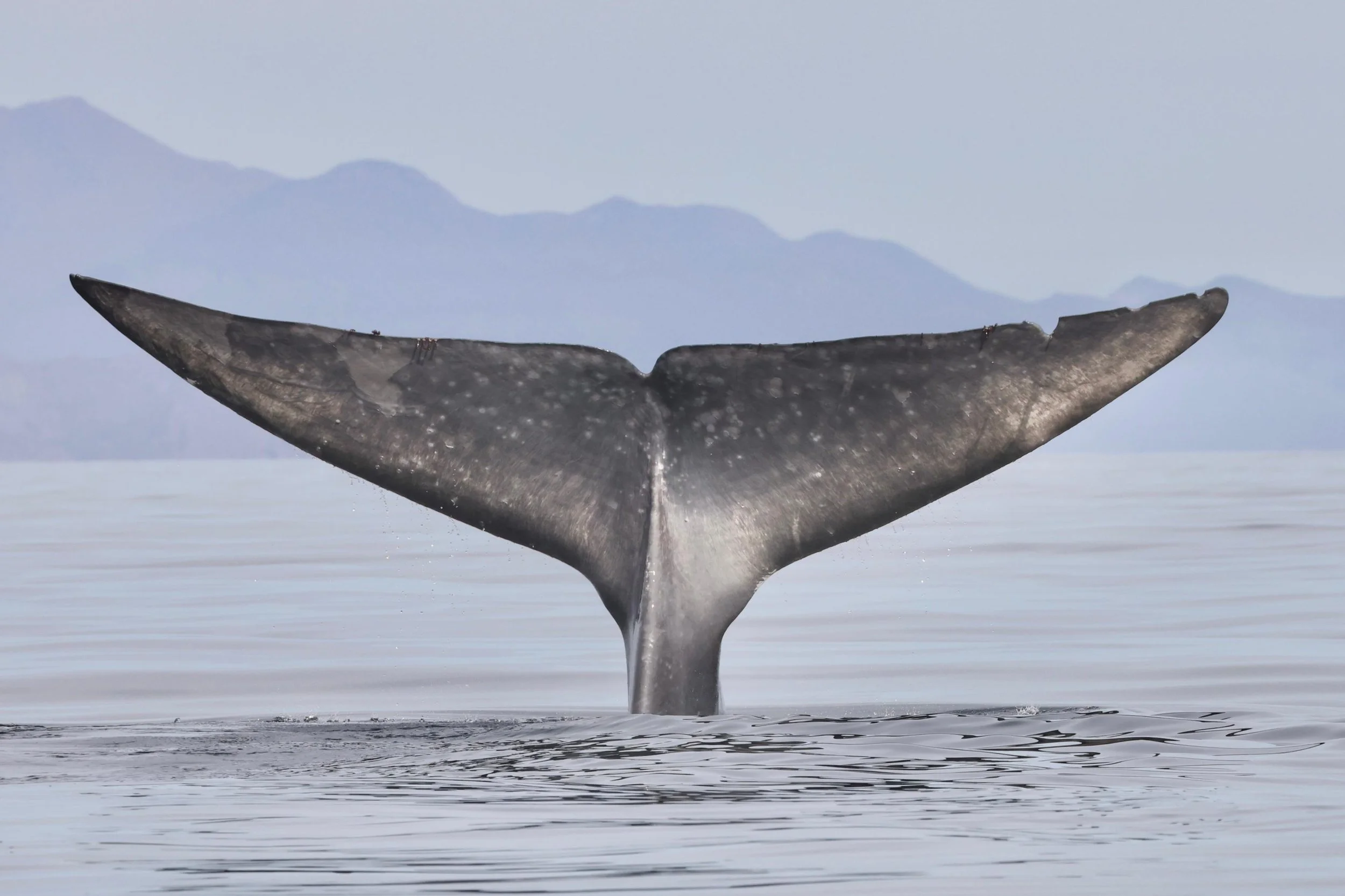 Temporada de ballenas azules en Loreto: la mejor época para ver ballenas y guía completa de avistamiento