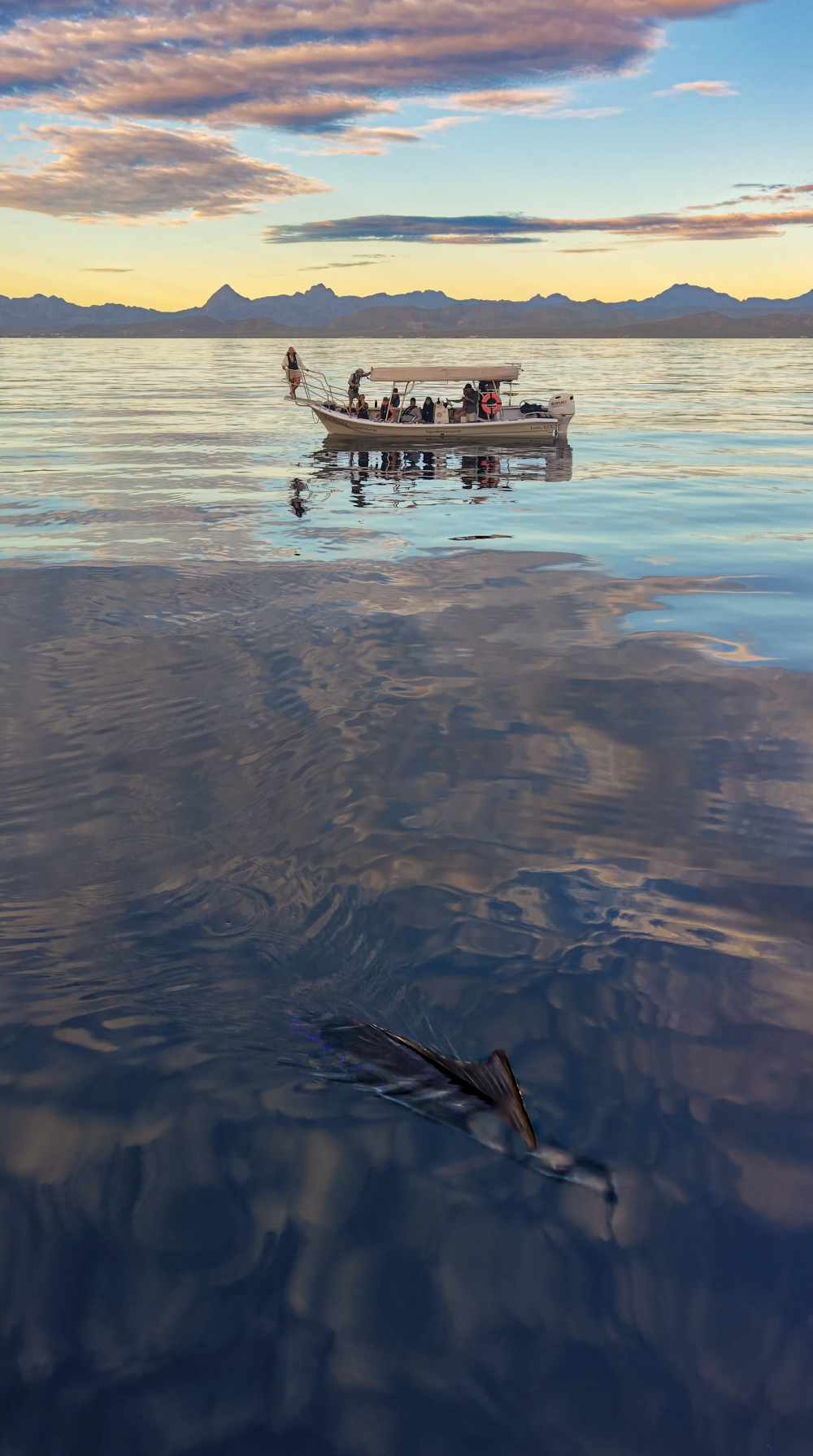 La Puma During a Sailfish Encounter at Sunrise in Loreto
