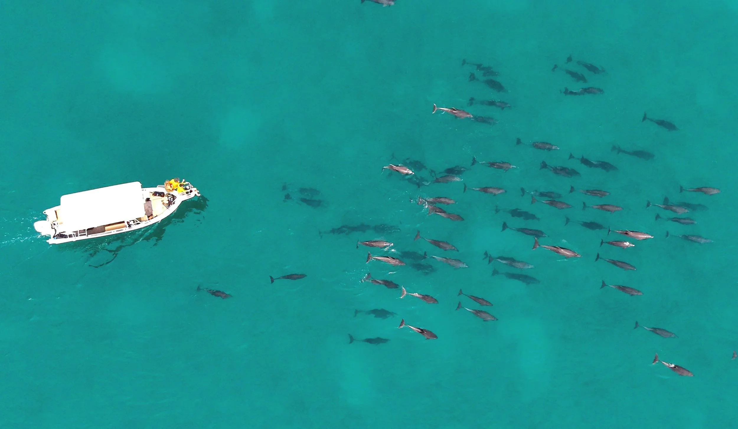 Delfines salvajes nadando en el Golfo de California durante una excursión guiada «Loreto Marine Adventure» organizada por Baja Adventures en el Parque Nacional de la Bahía de Loreto, México.