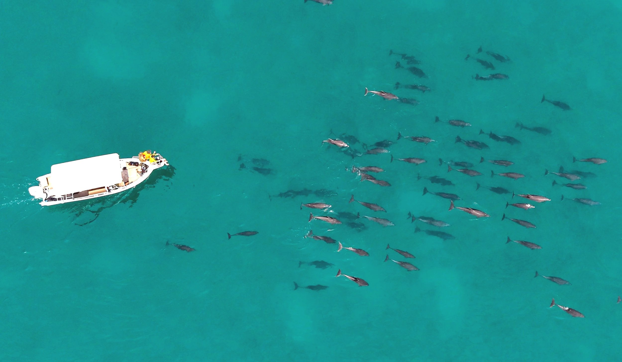 Delfines salvajes nadando junto a un barco de expedición de Baja Adventures cerca de la isla Coronados, en el Parque Nacional de la Bahía de Loreto, en el Mar de Cortés, México.