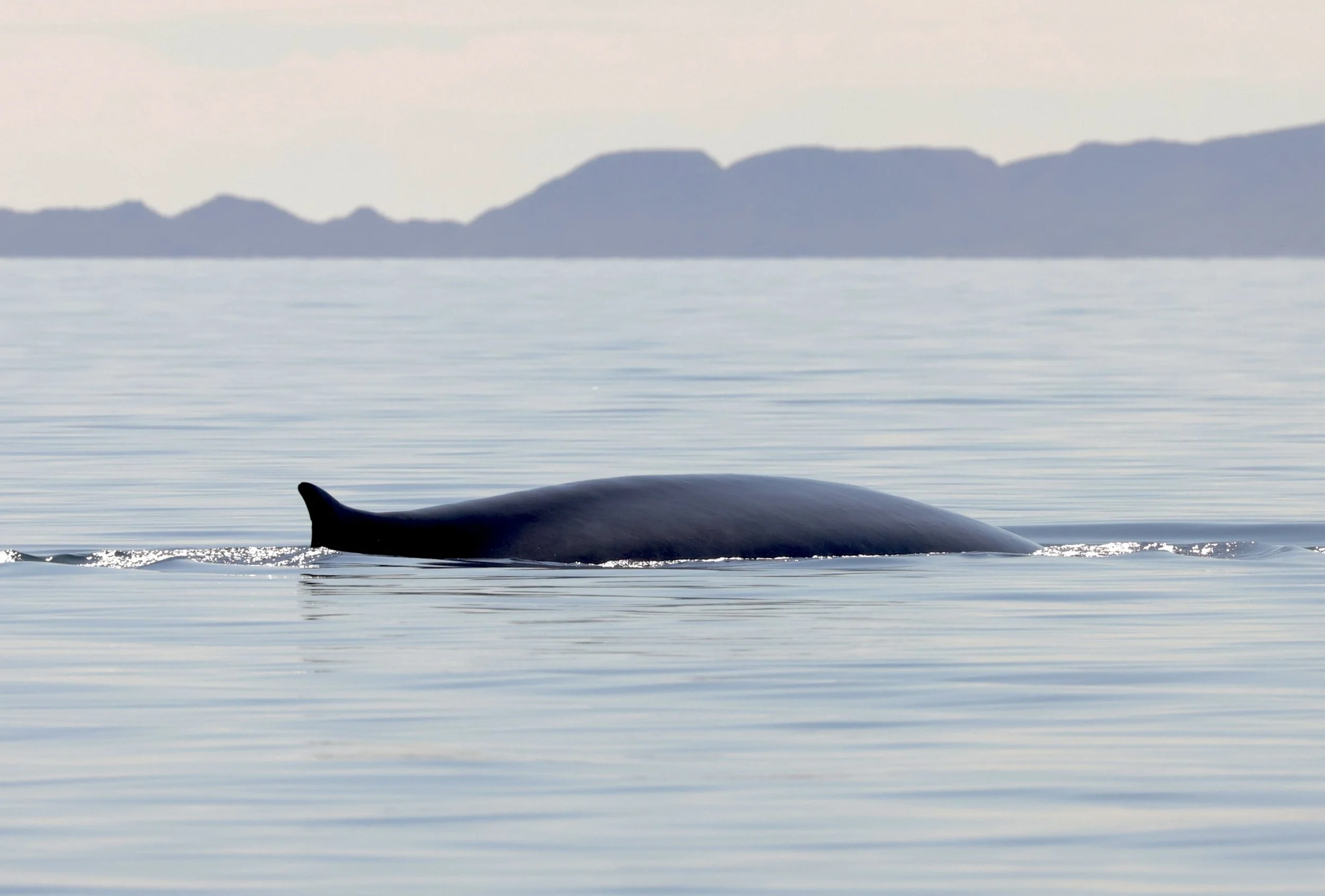 Fin whale during a whale watching adventure with Baja Adventures in Loreto, Baja California Sur, Mexico.