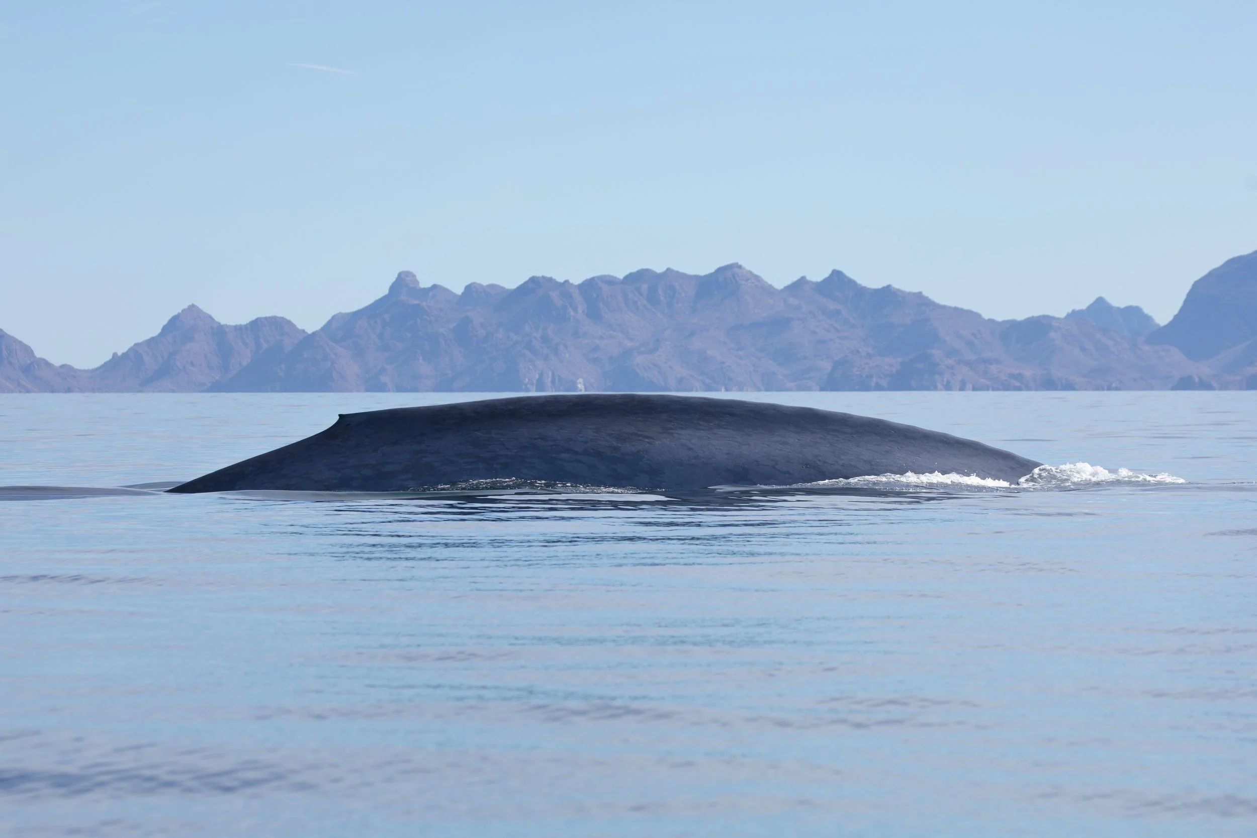 Blue-whale-Loreto-Tour