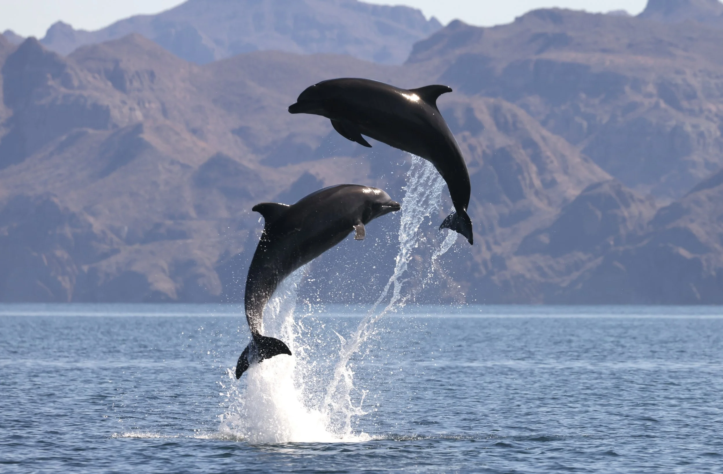 Two dolphins jumping out of the water during a marine adventure in the stunning waters off Loreto, Baja California Sur.