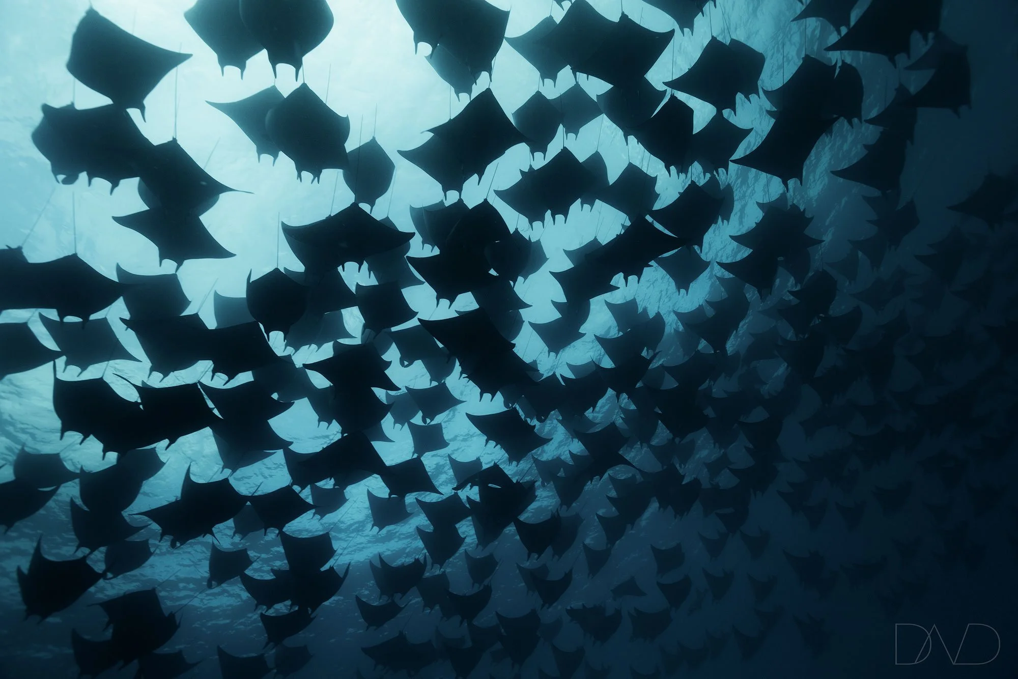 Mobula ray snorkeling