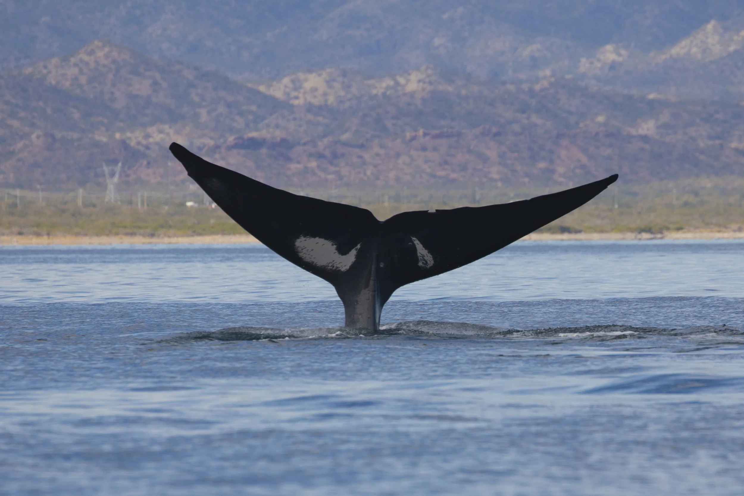 The tail of a blue whale in Loreto during a marine adventure at Baja Adventures.