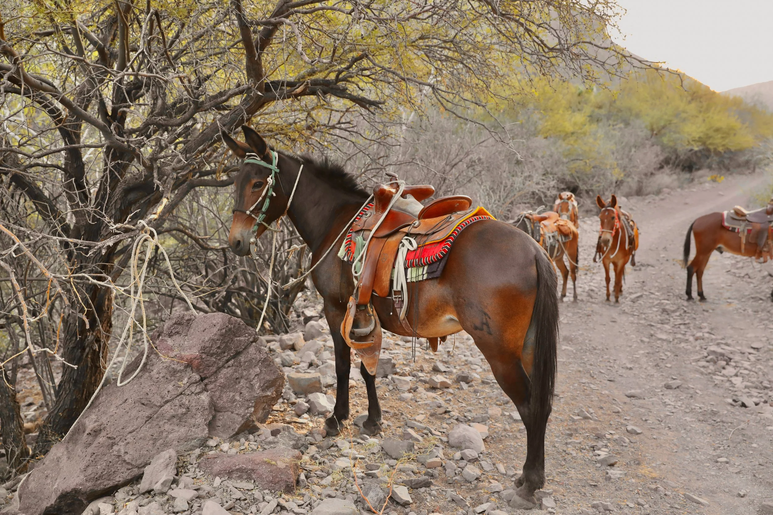 Experiencia tradicional de paseo en mula con un ganadero local por los senderos de montaña de la Sierra de la Giganta, cerca de la Misión de San Javier, en la que se exploran el patrimonio cultural y las tradiciones ganaderas de Loreto, en Baja California Sur, con Baja Adventures.