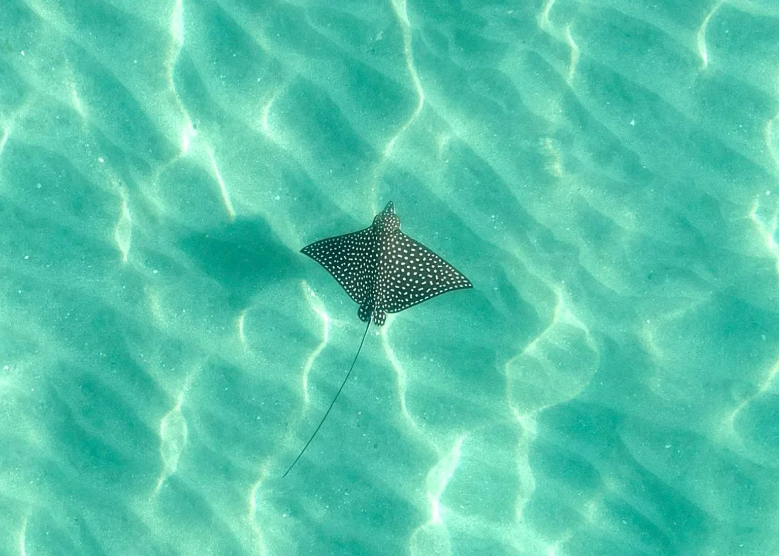 Raya águila moteada (Aetobatus sp.) nadando en las aguas cristalinas del Parque Nacional de la Bahía de Loreto, en el Golfo de California, durante una excursión para observar la fauna marina con Baja Adventures.