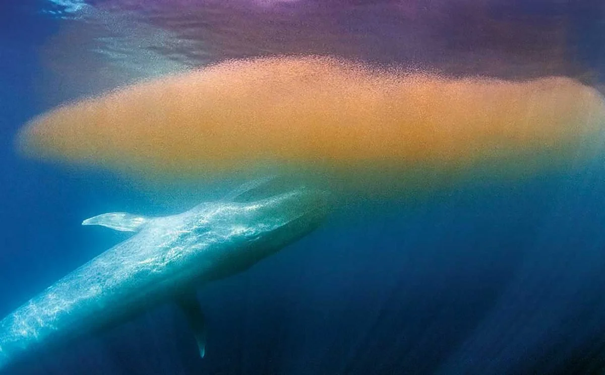 Blue whale feeding in the productive waters near Loreto, Baja California Sur