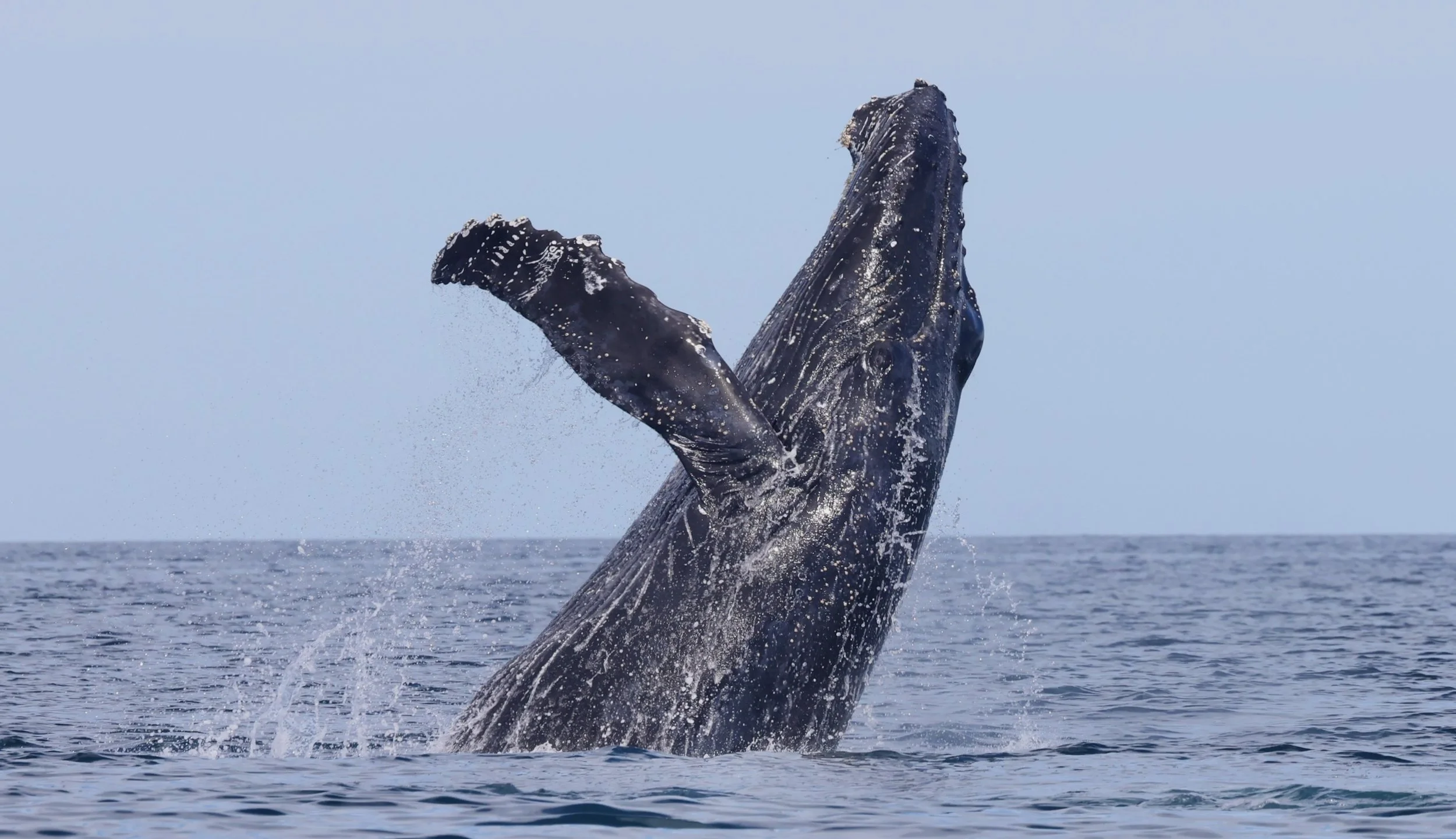 Whale-watching-Loreto