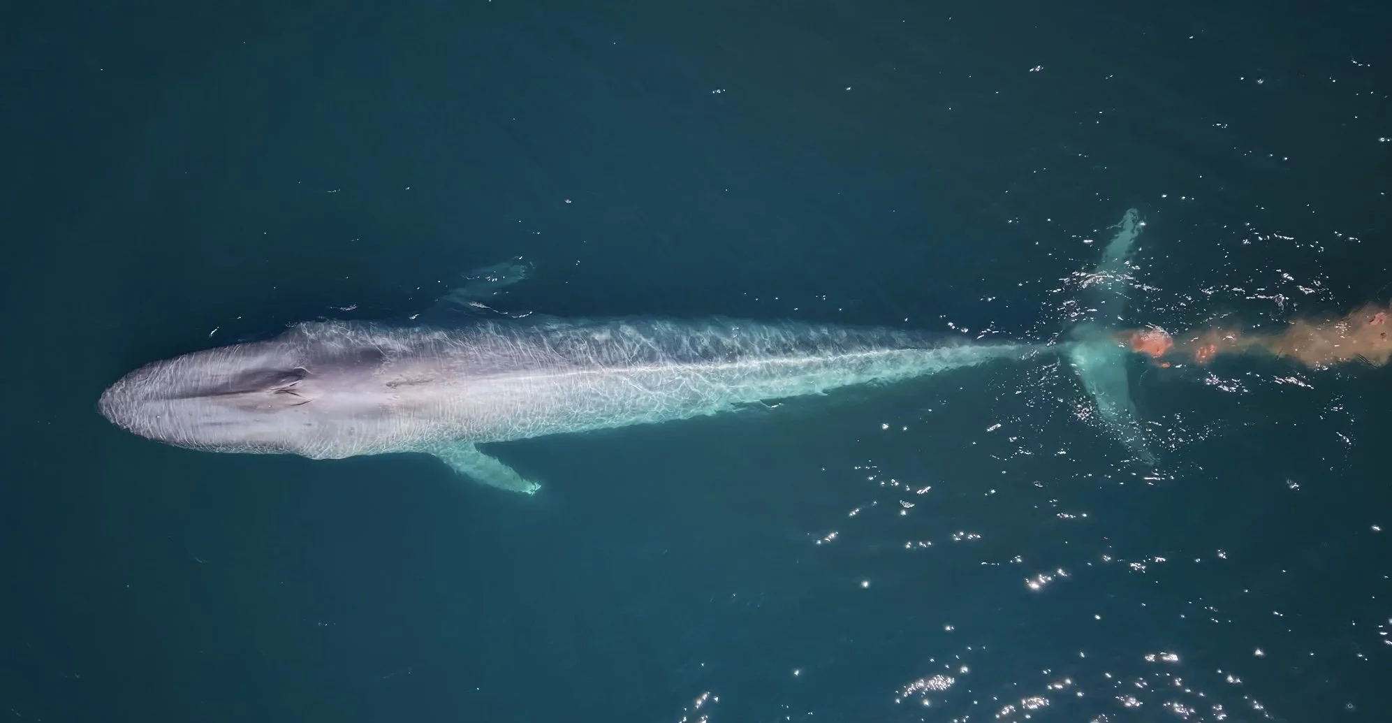 Blue whale defecating at the surface near Loreto, Mexico