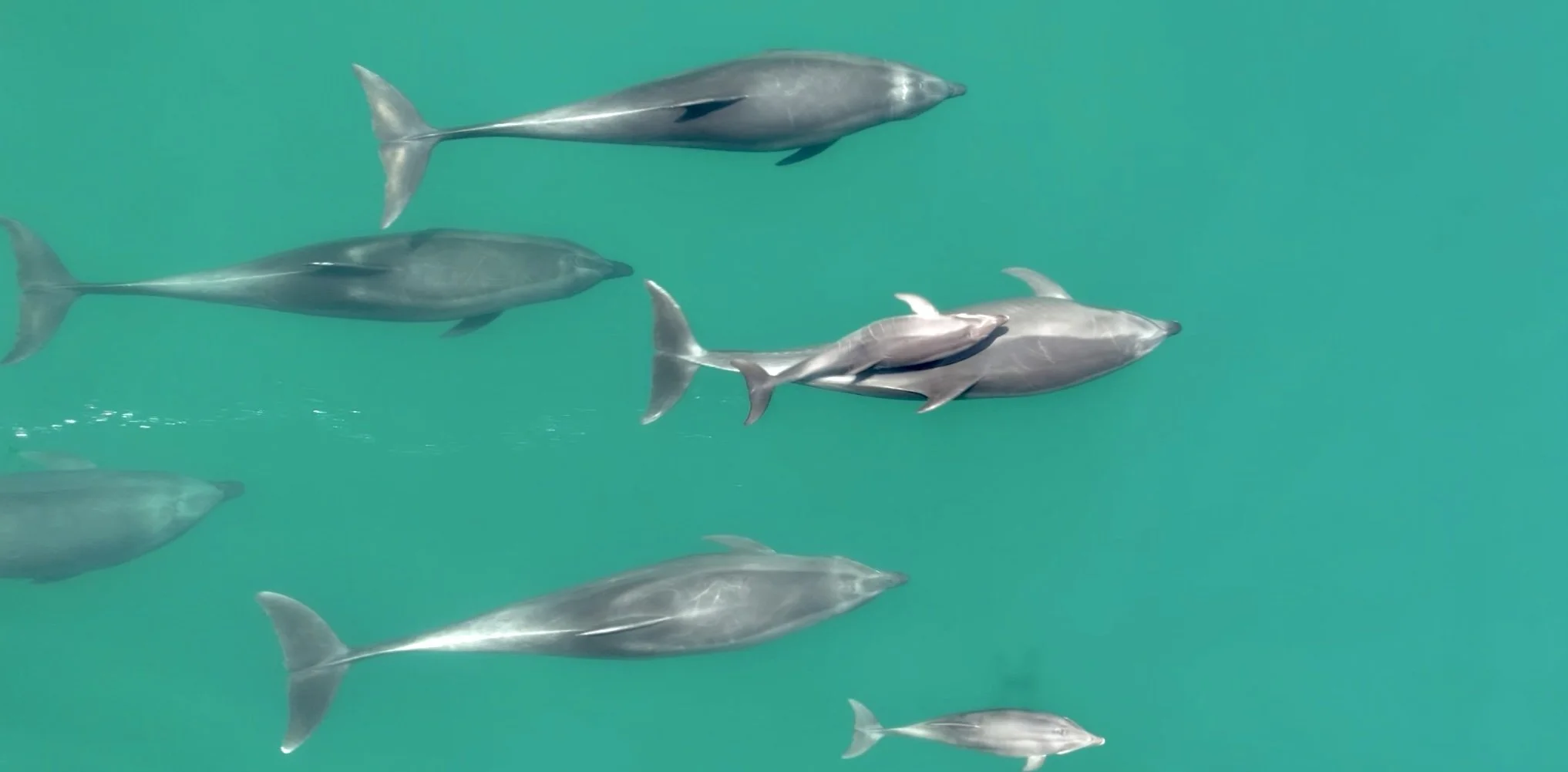 bottle nose dolphins loreto