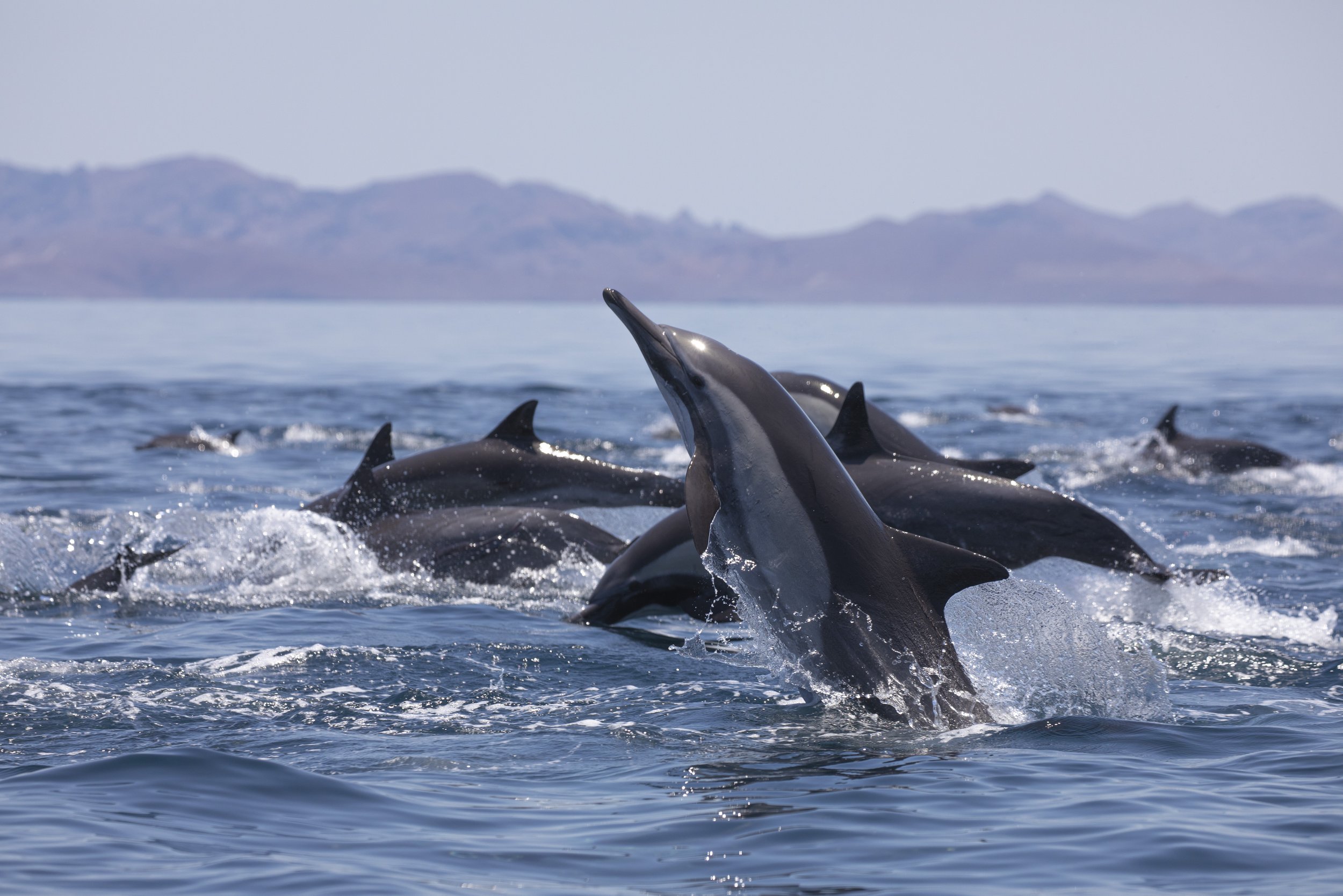 COMMON DOLPHINS GULF CALIFORNIA