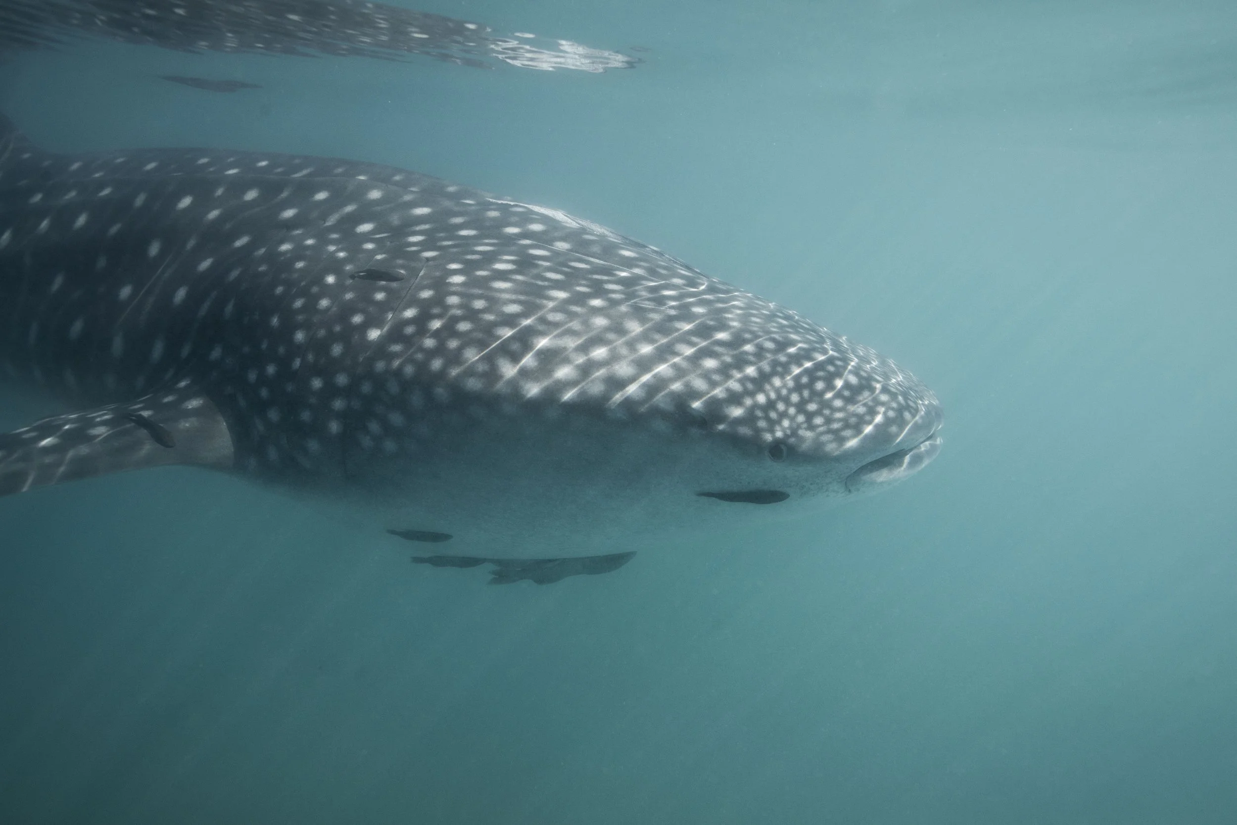 A whale shark swimming underwater in La Paz, Baja California Sur, Mexico