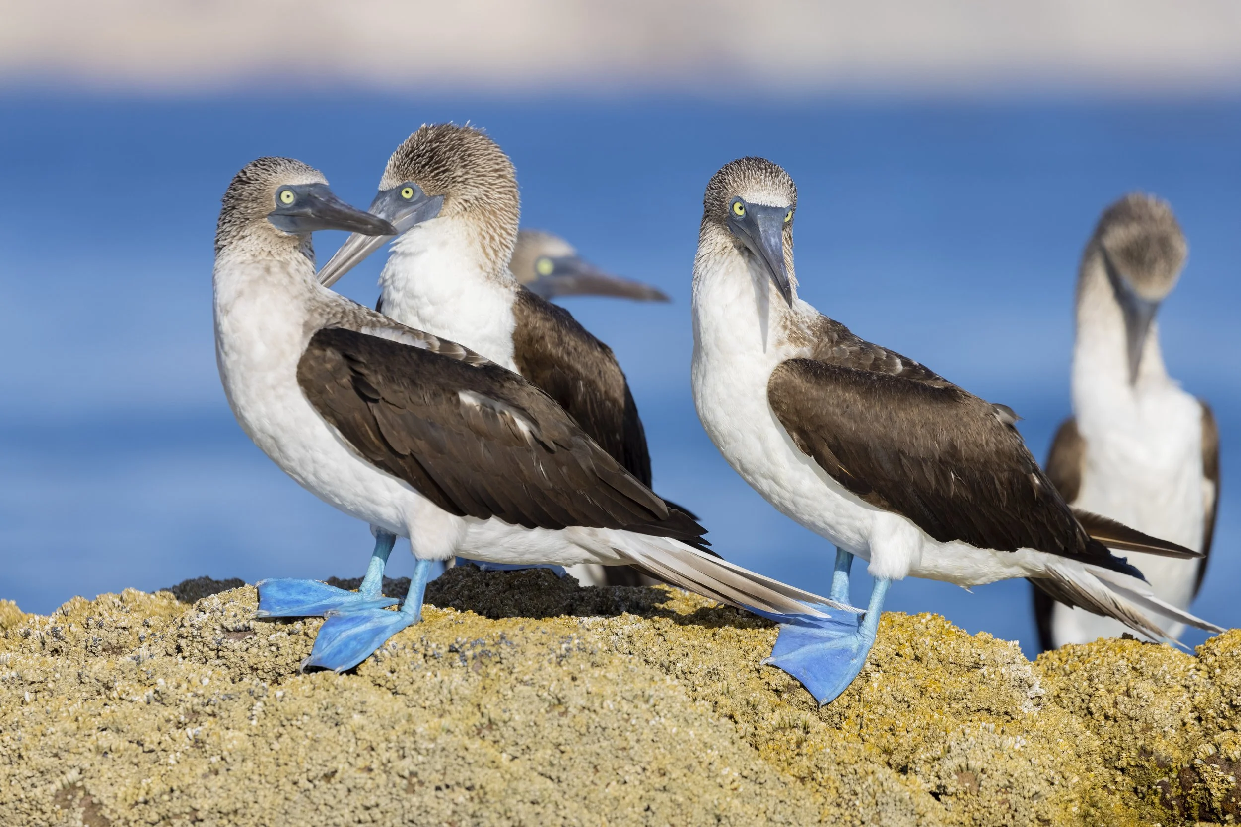 BLUE FOOTED BOOBIES LORETO BAJA