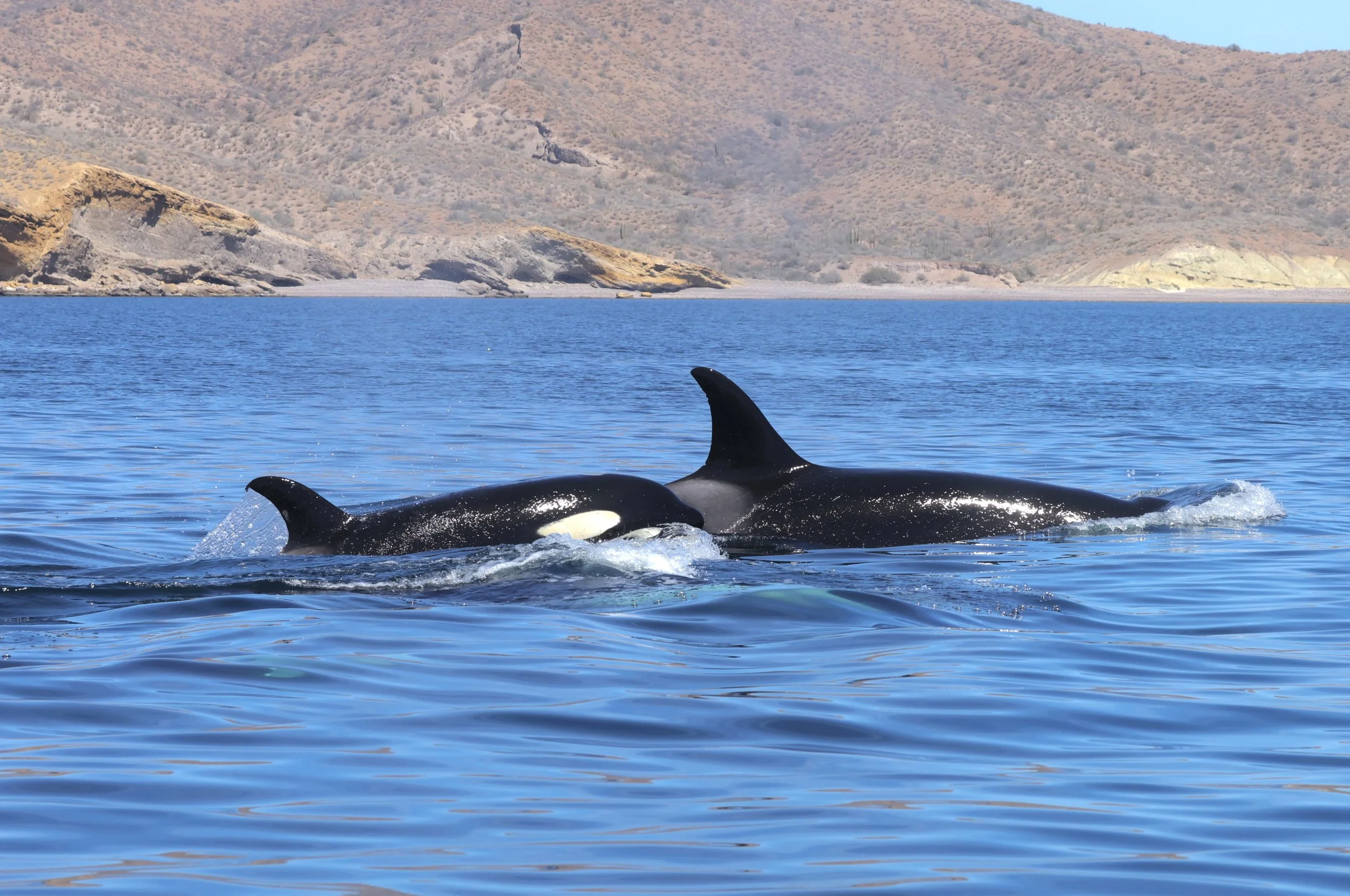 orcas loreto baja adventures